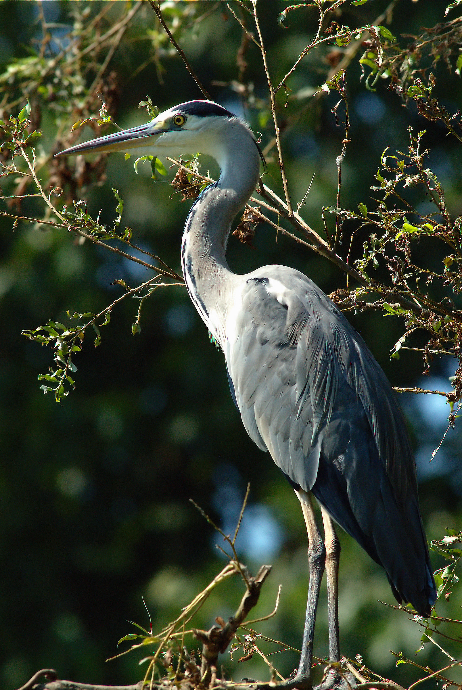 Grey Heron