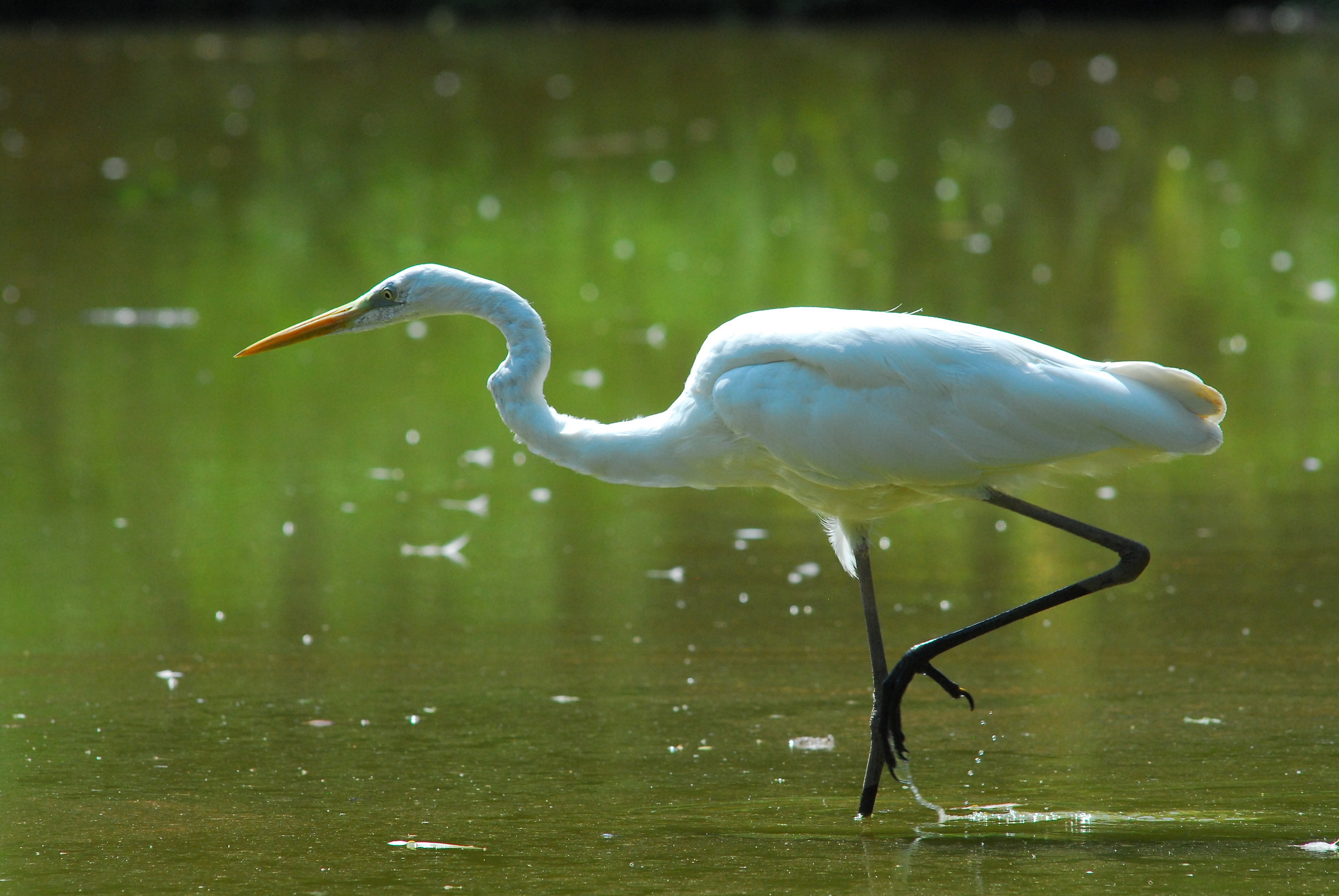 Great Egret