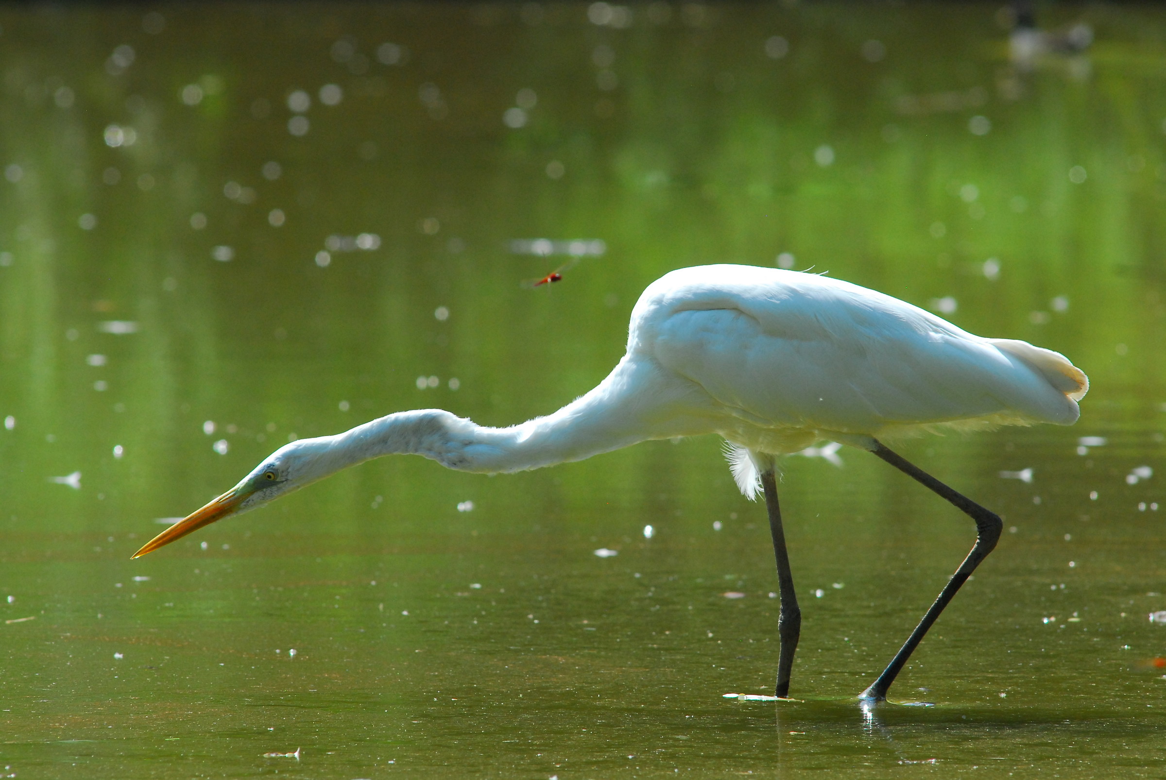 Great Egret