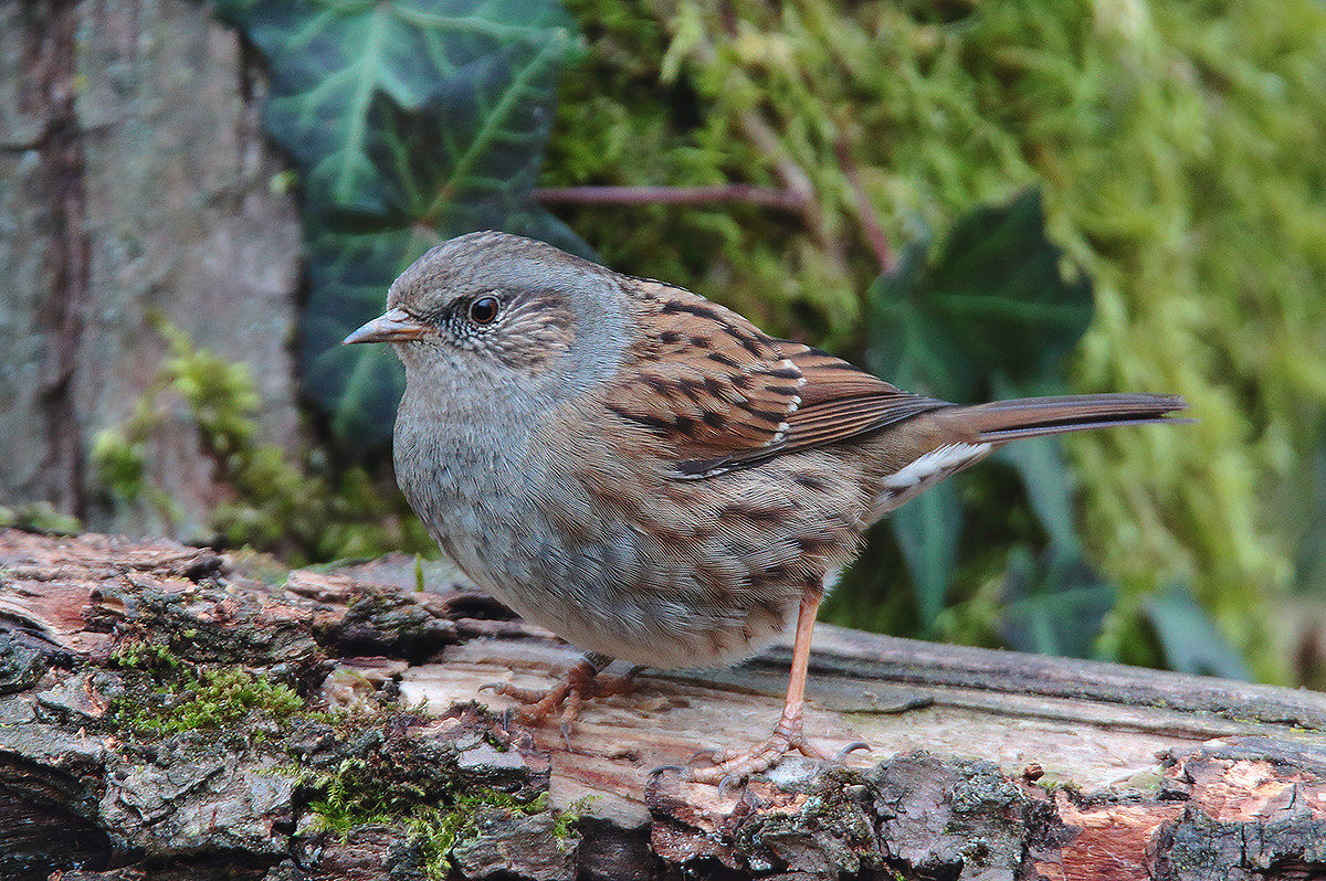 scopaiola in the mists