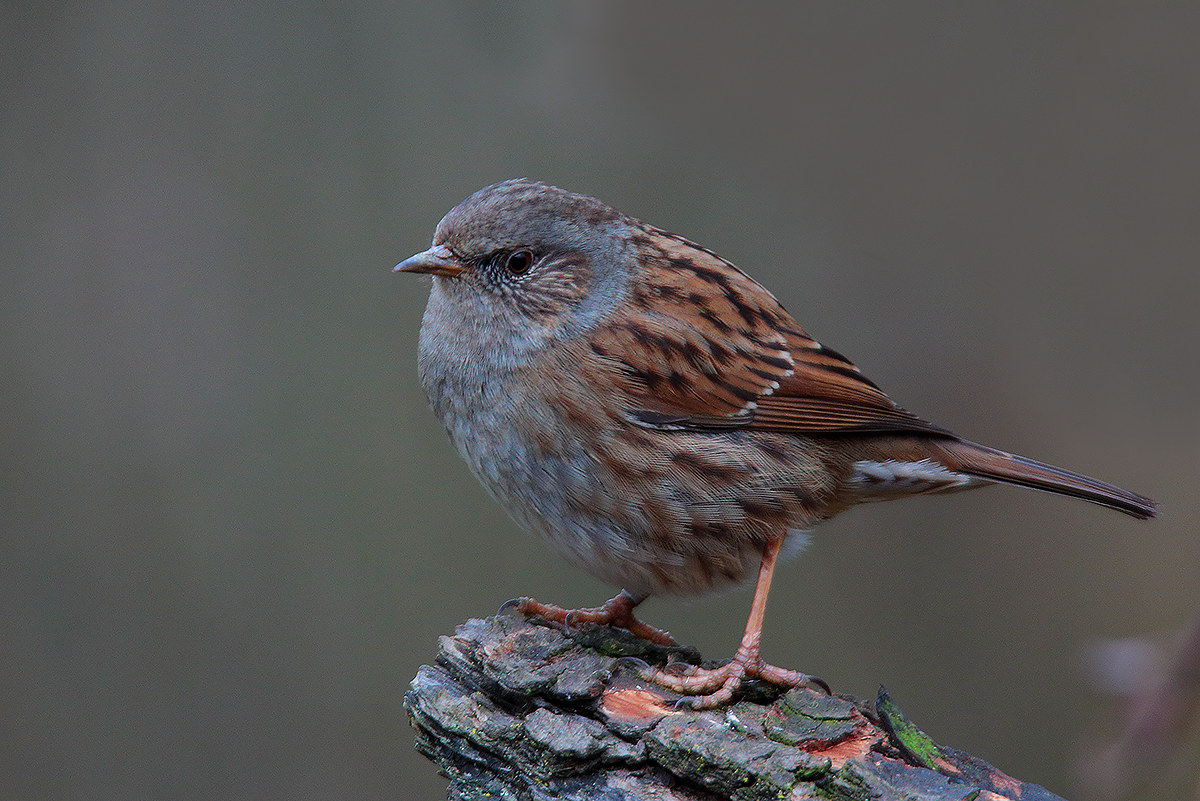 dunnock