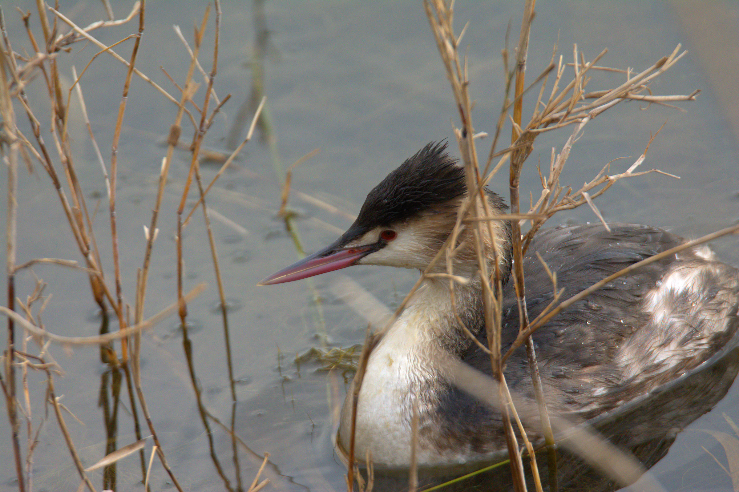 Grebe