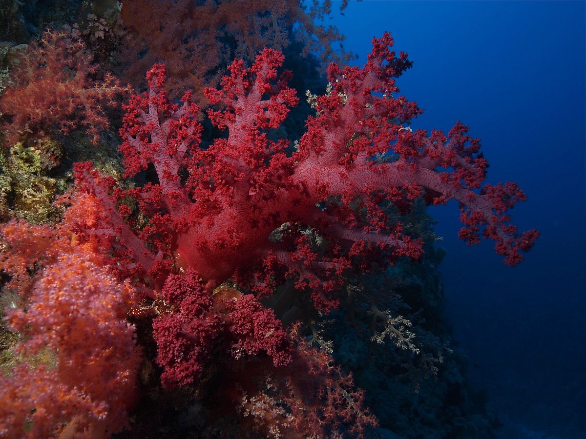 soft coral