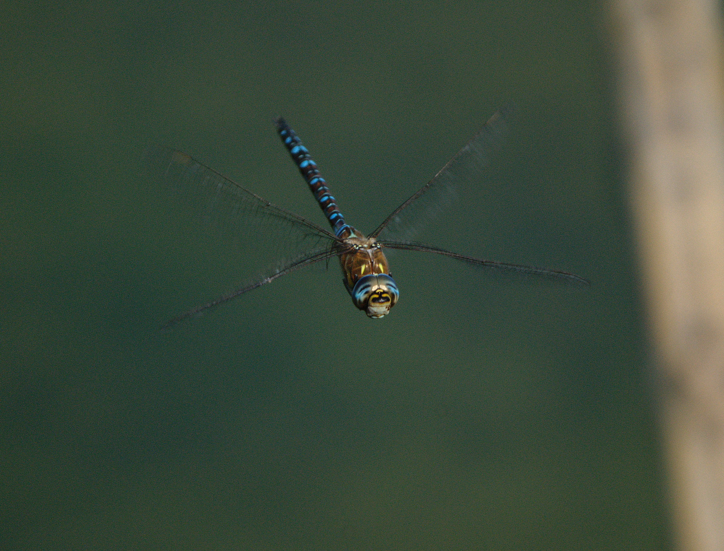 flying dragonfly