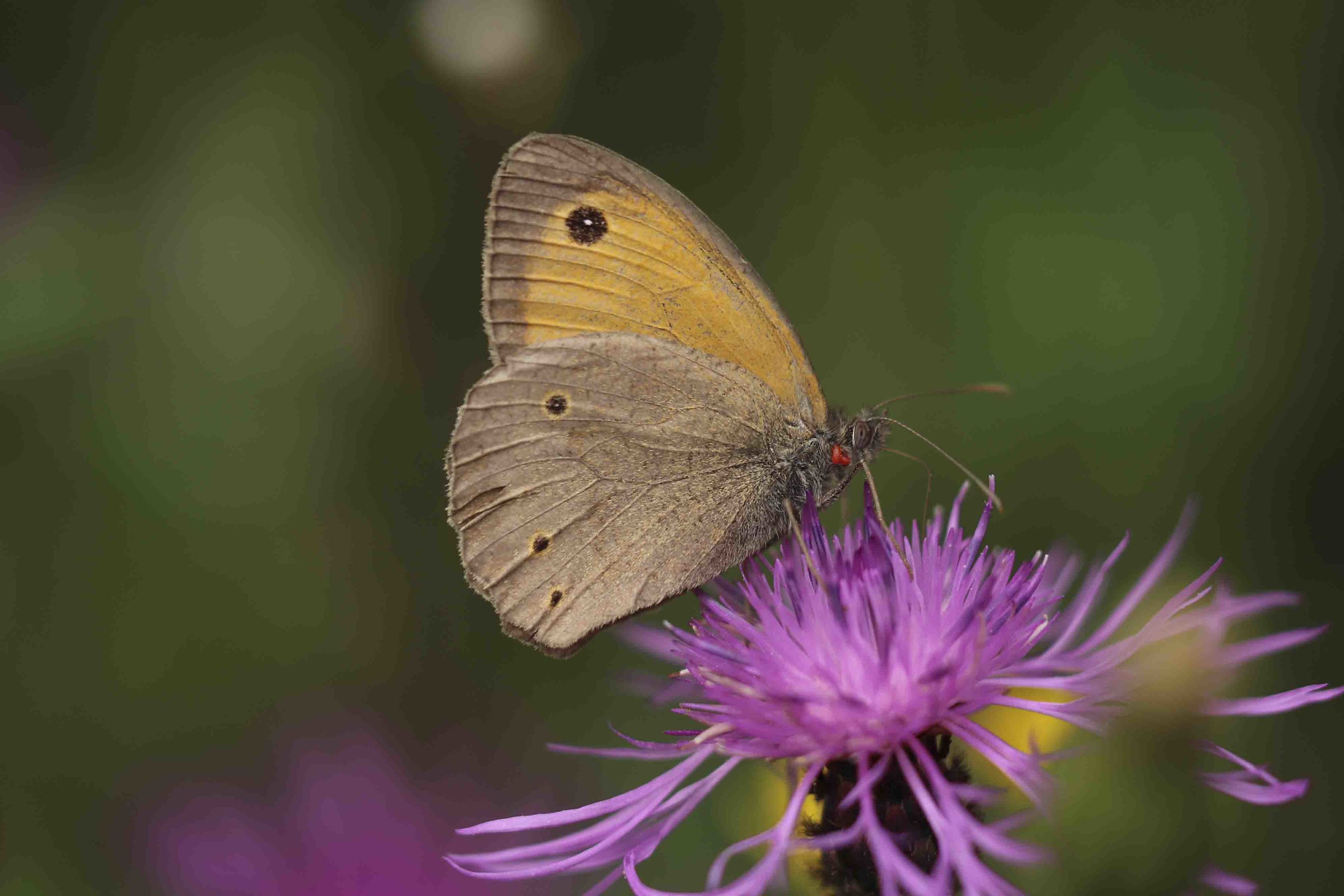 of thistle butterfly