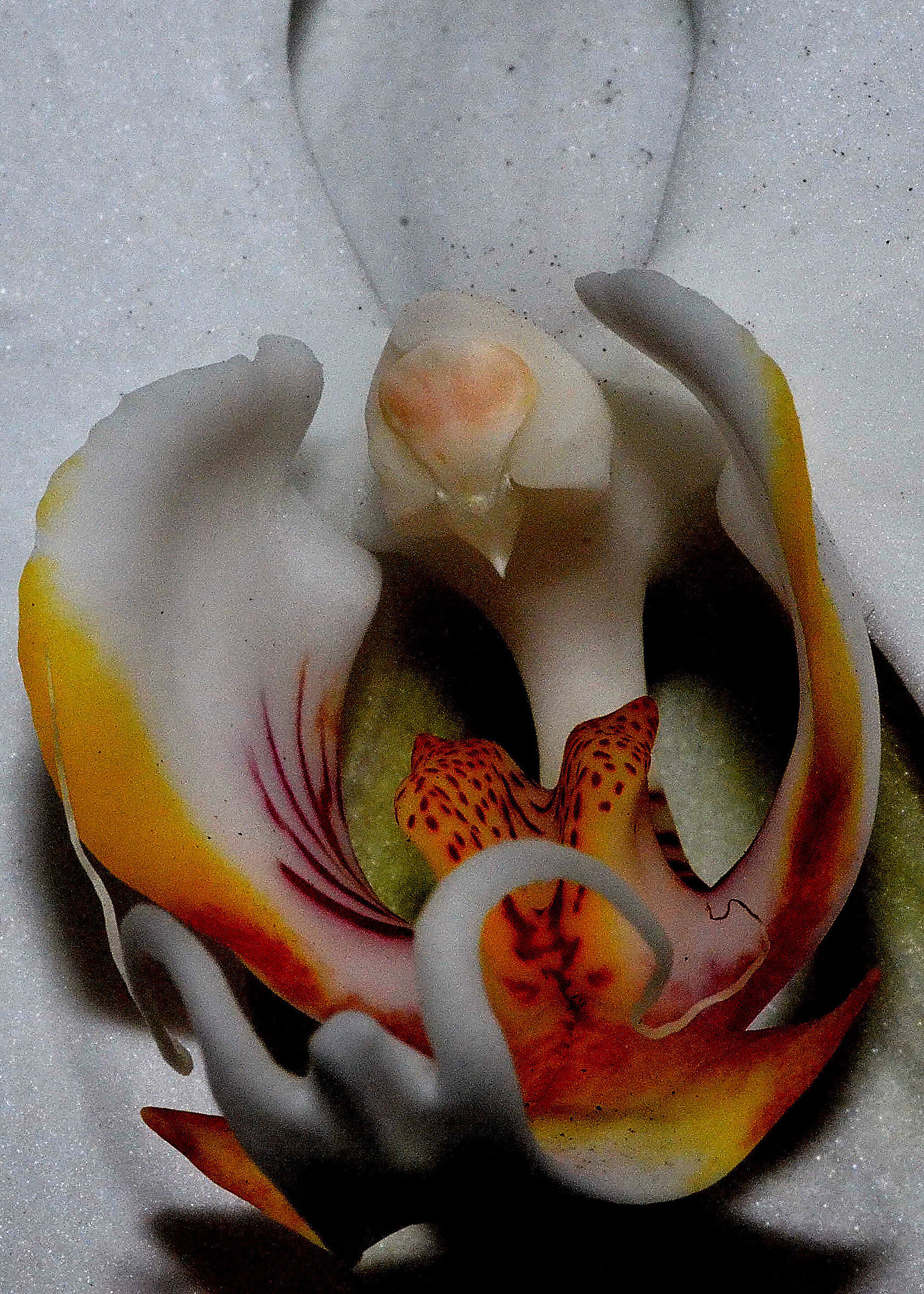 Orchid: sexual organs