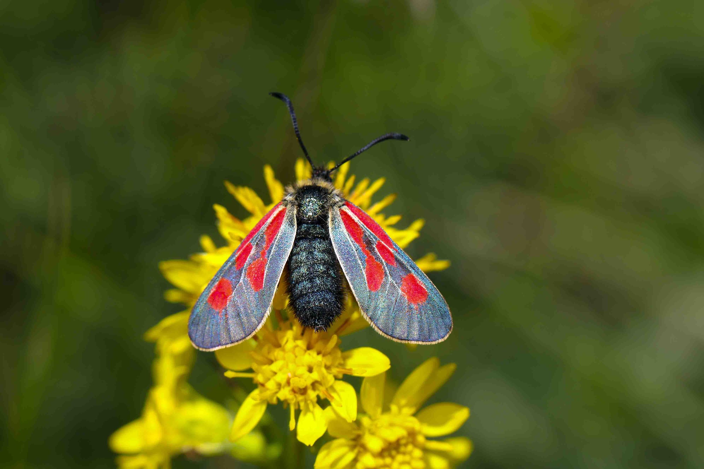 Taken at the edge of the lake Tremorgio