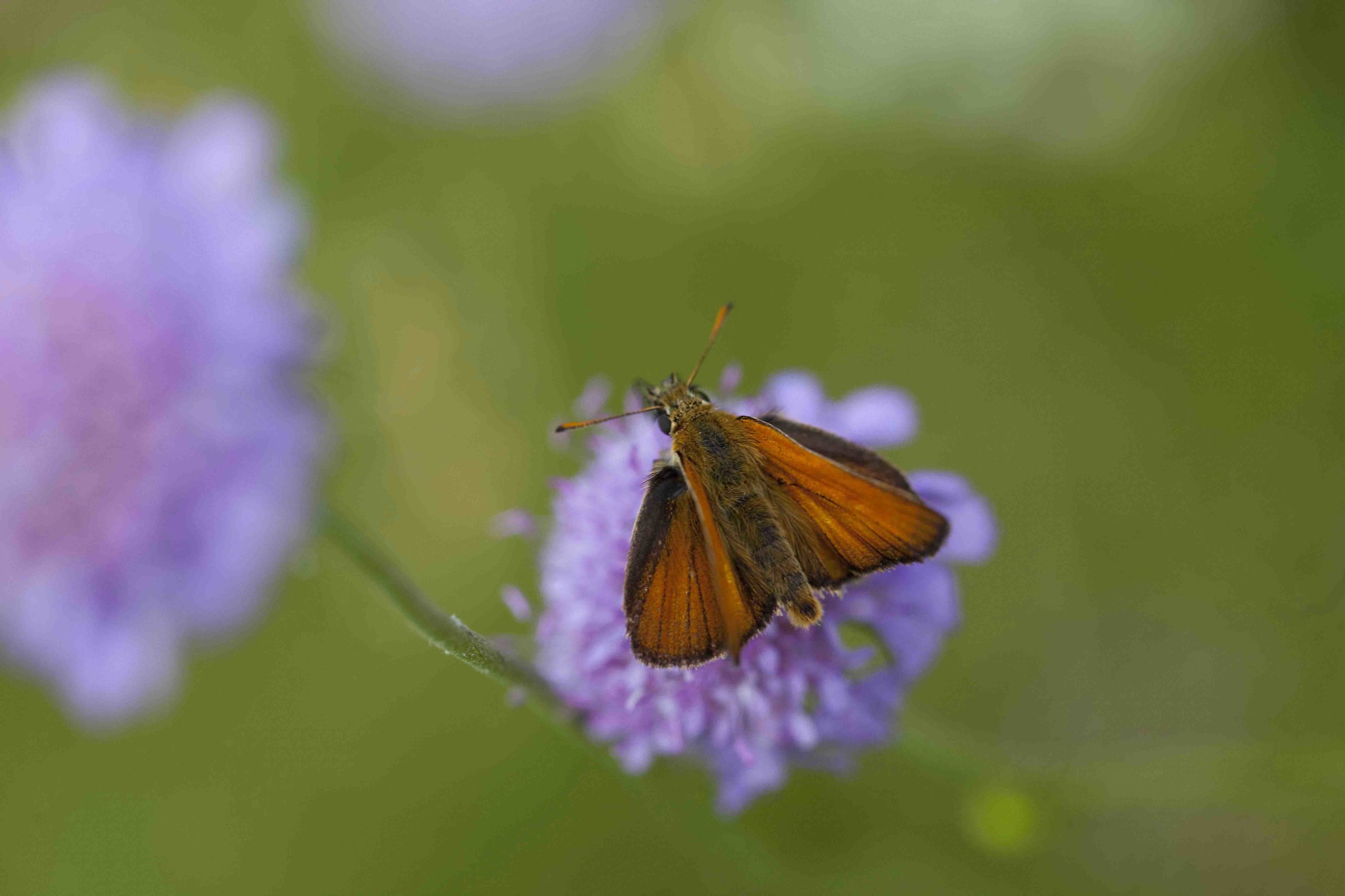 Hesperiidae on thistle