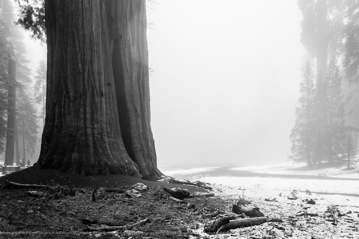 Sequoia National Park