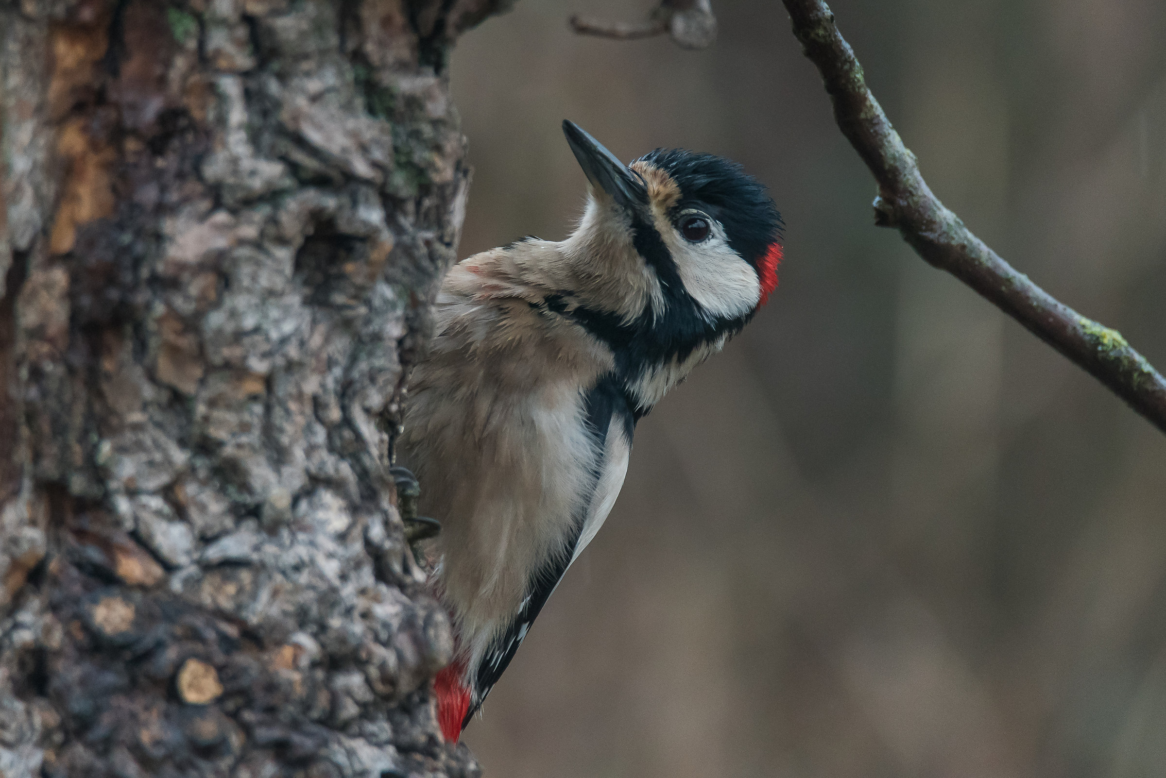 Picchio Rosso Maggiore maschio sotto la pioggia