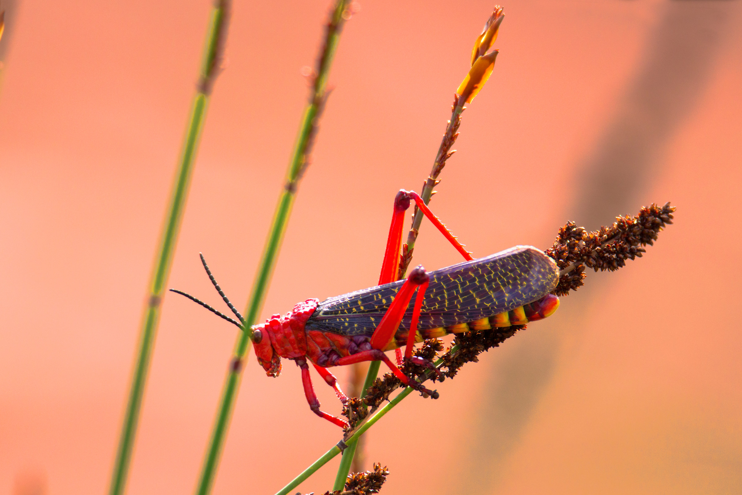cavalletta del Sudafrica