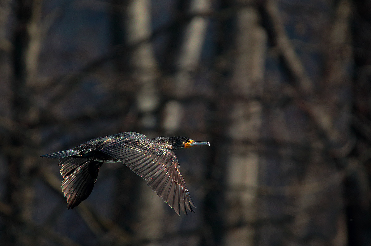 the flight ... careful