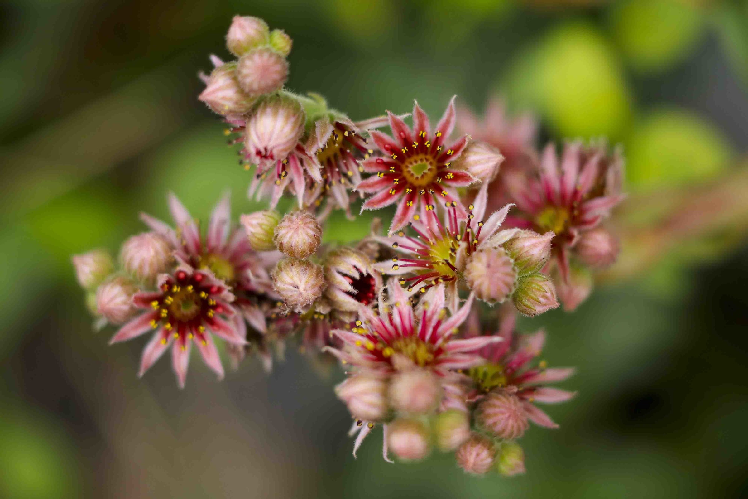 Semper vivum tectorum