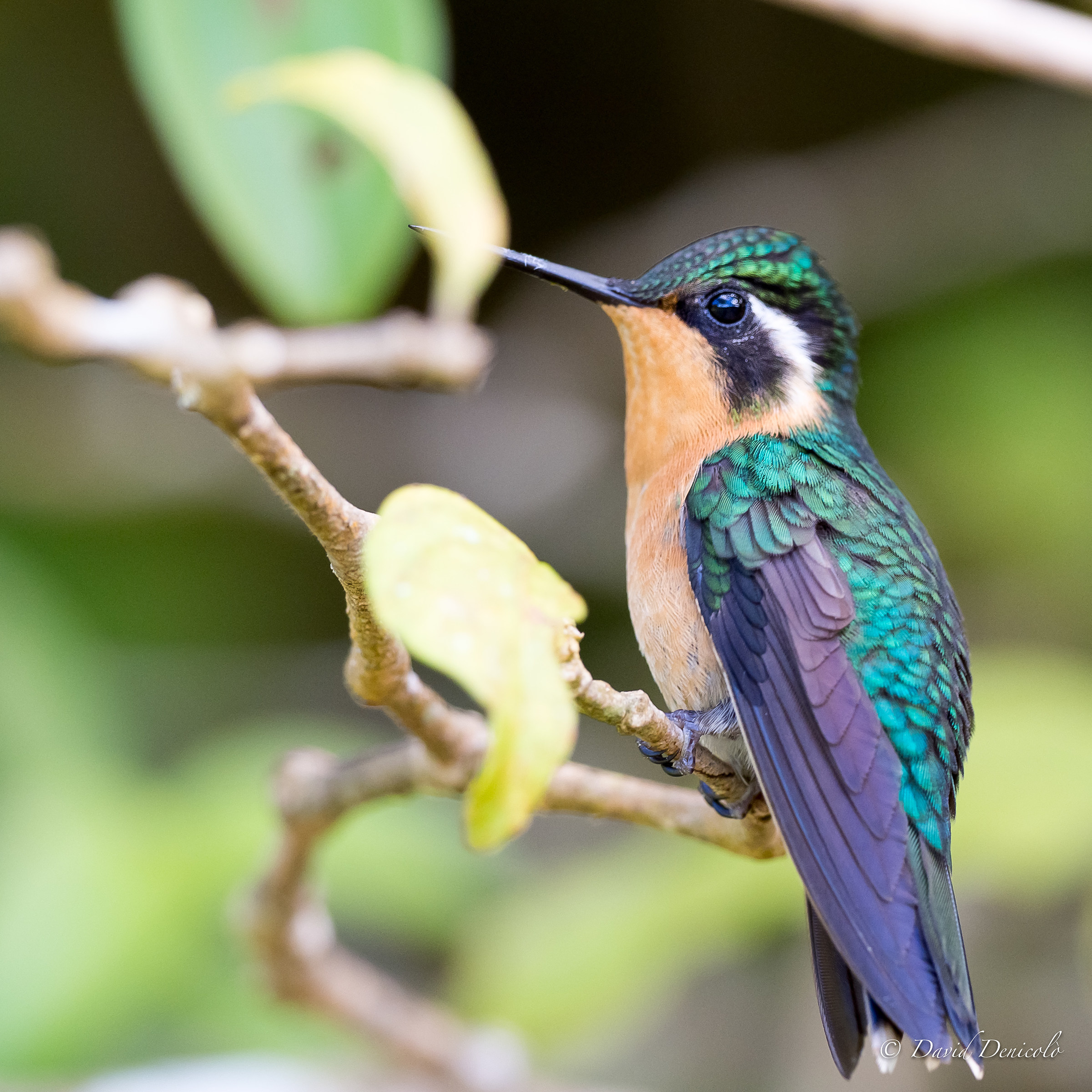 Purple-throated Mountain-gem female