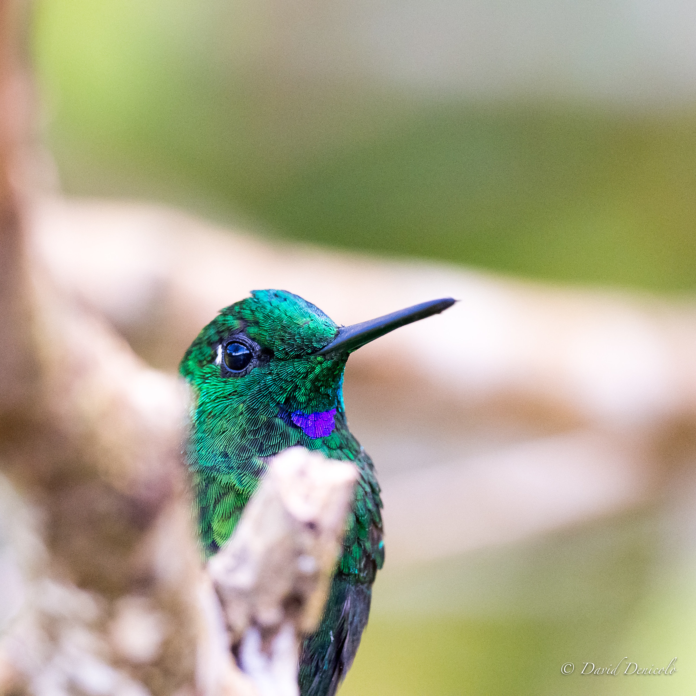hummingbird