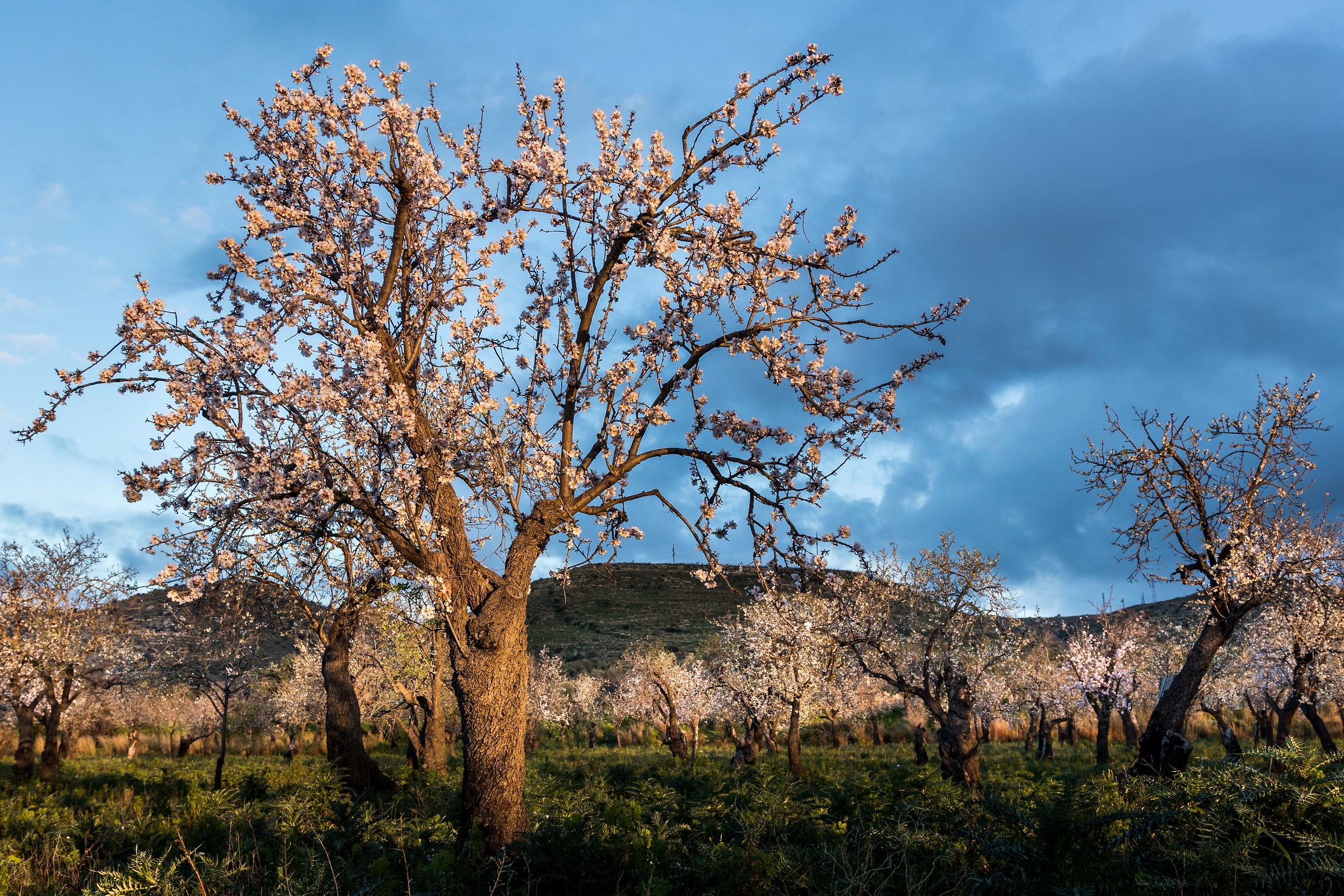 Almond Tree in the morning