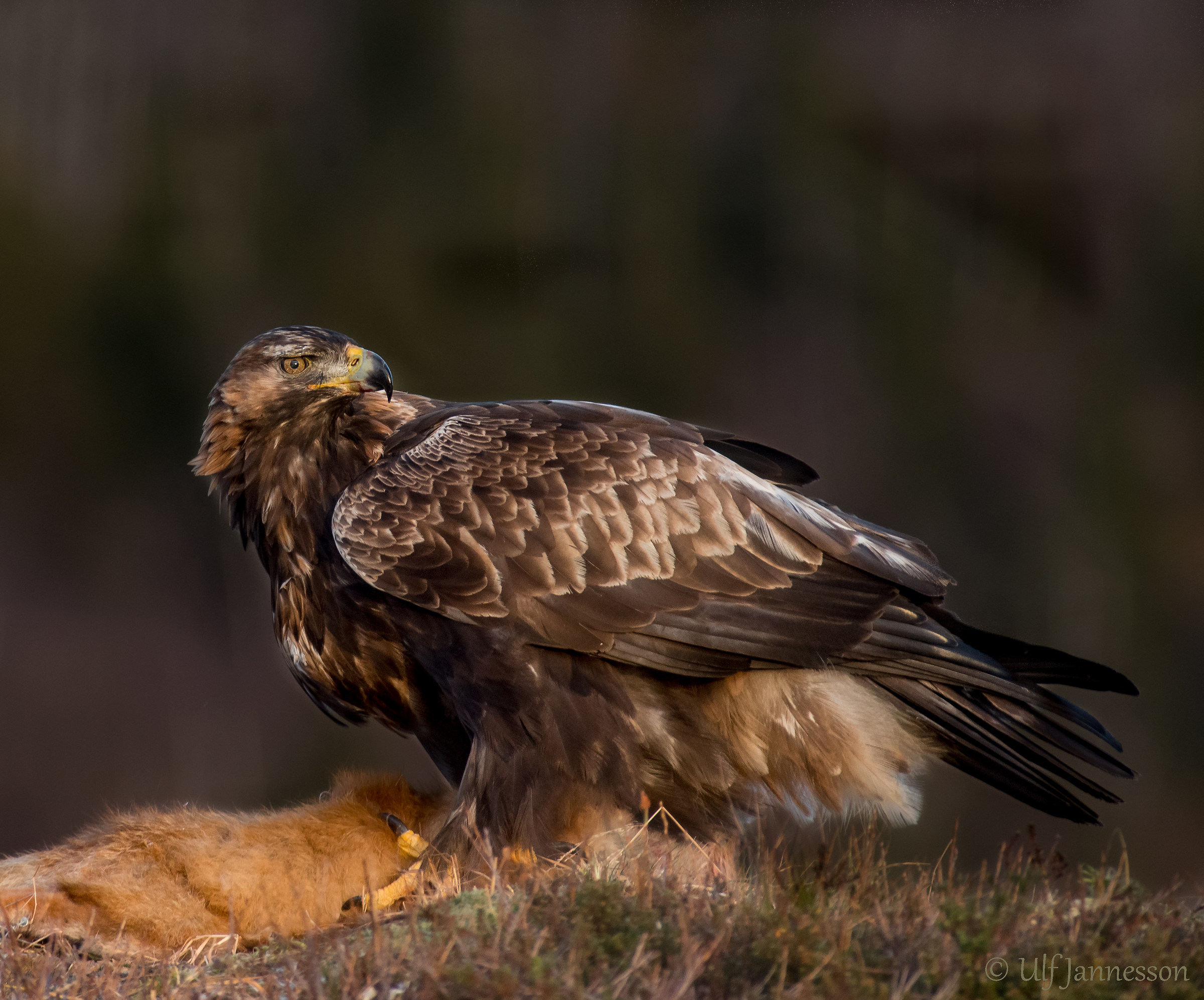 Golden Eagle