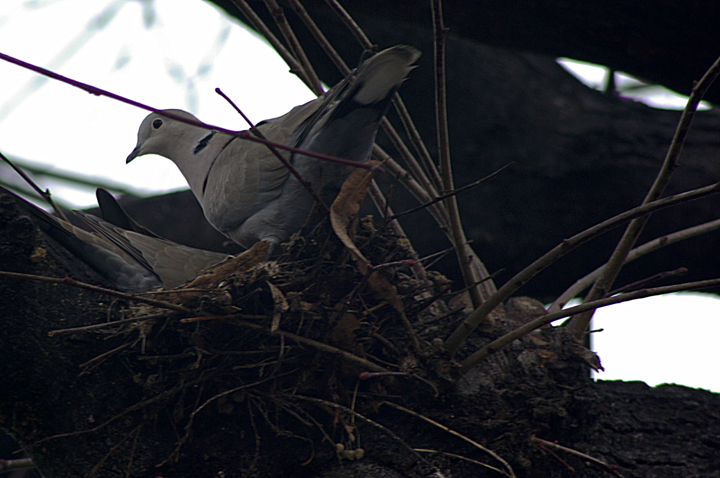 Pair of Doves by orintale collar on the nest