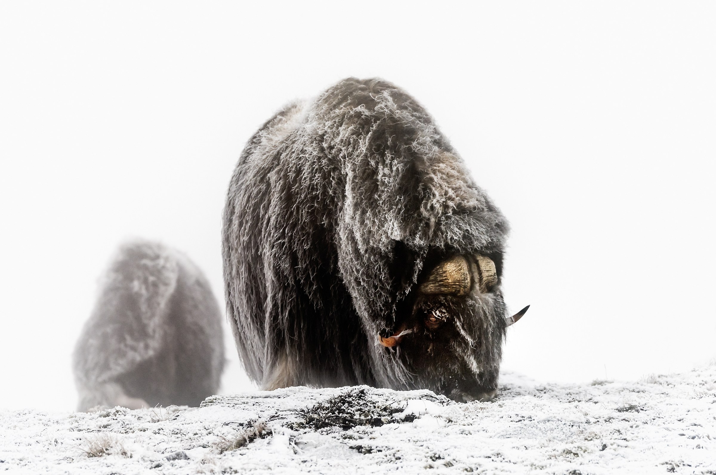 Parco di Dovrefjell 2017 - Musk ox: tra nebbia e gelo
