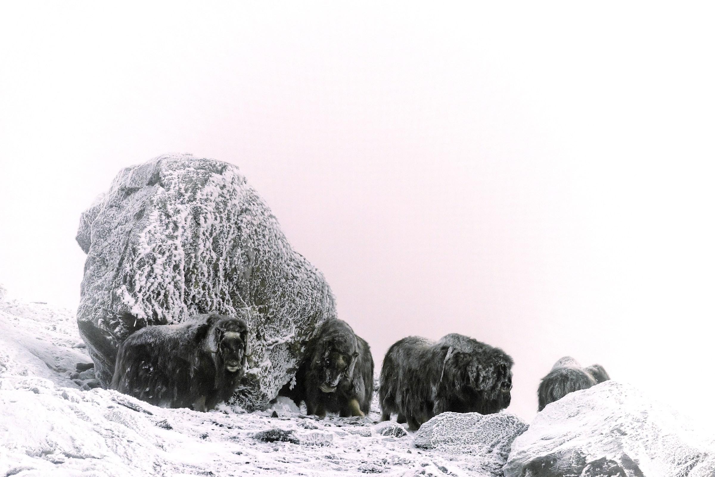 Parco di Dovrefjell 2017 - Tra la nebbia e il gelo