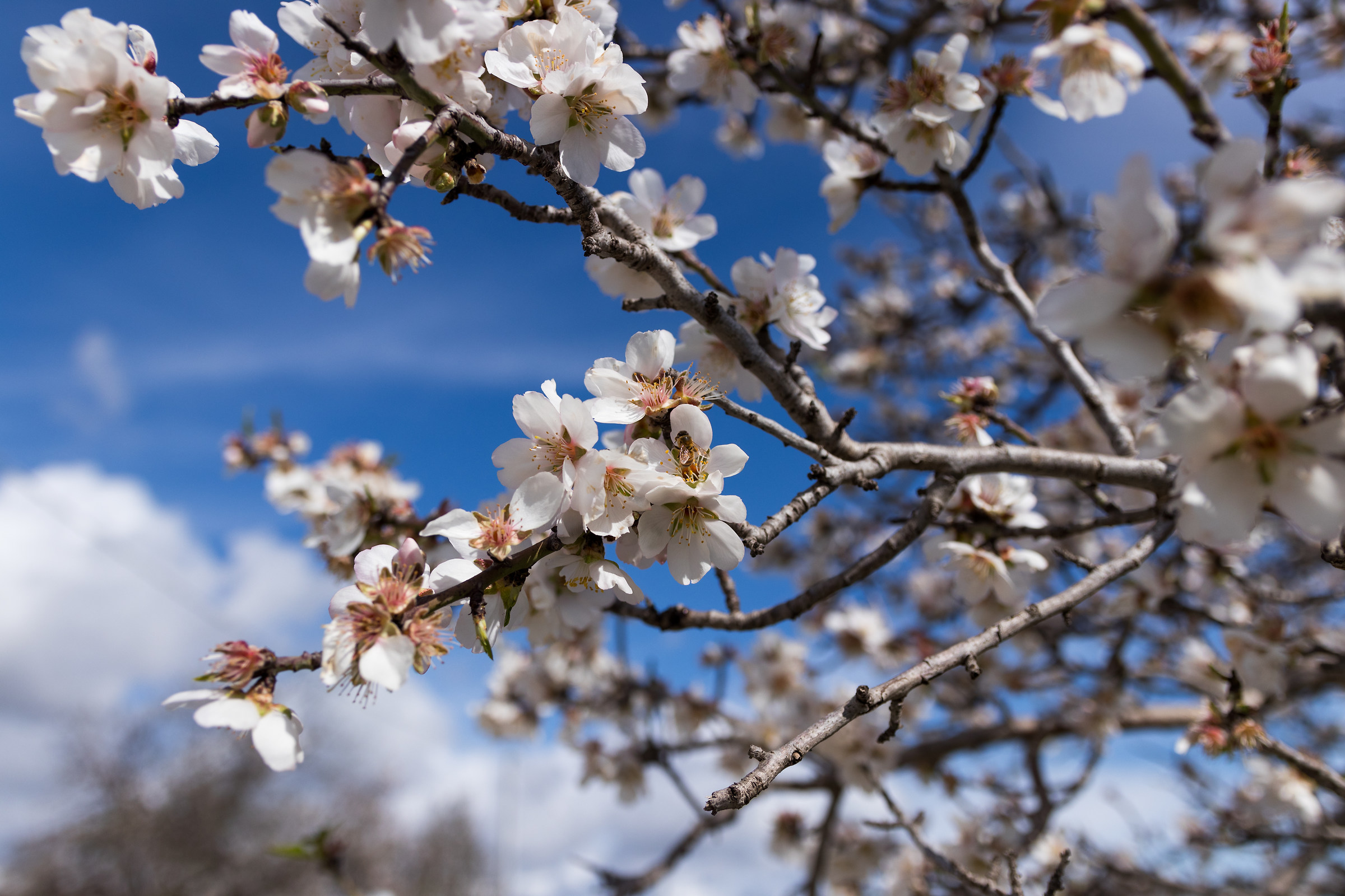 Almond flowers