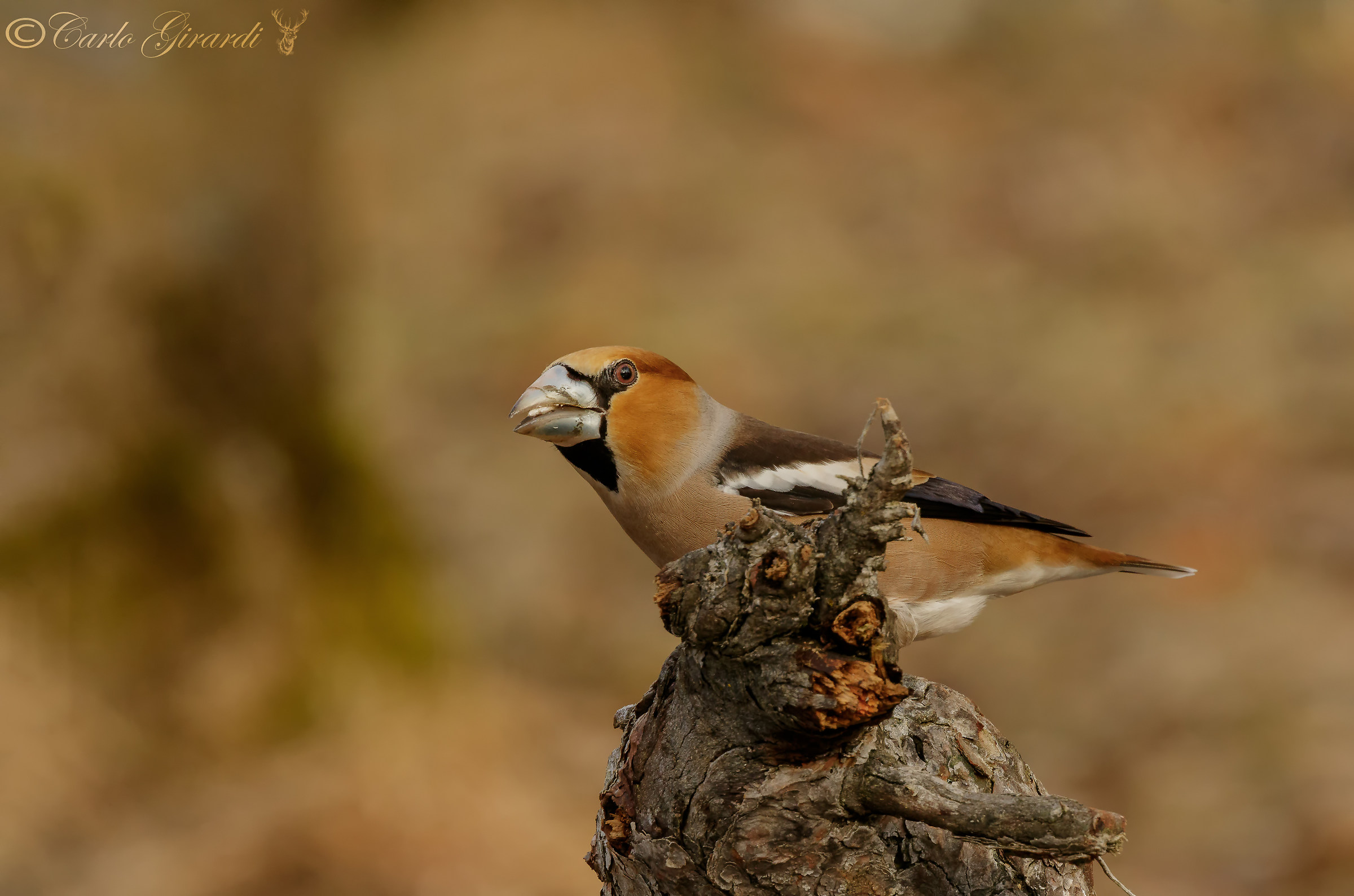 A me piacciono sempre di più. Frosone Maschio