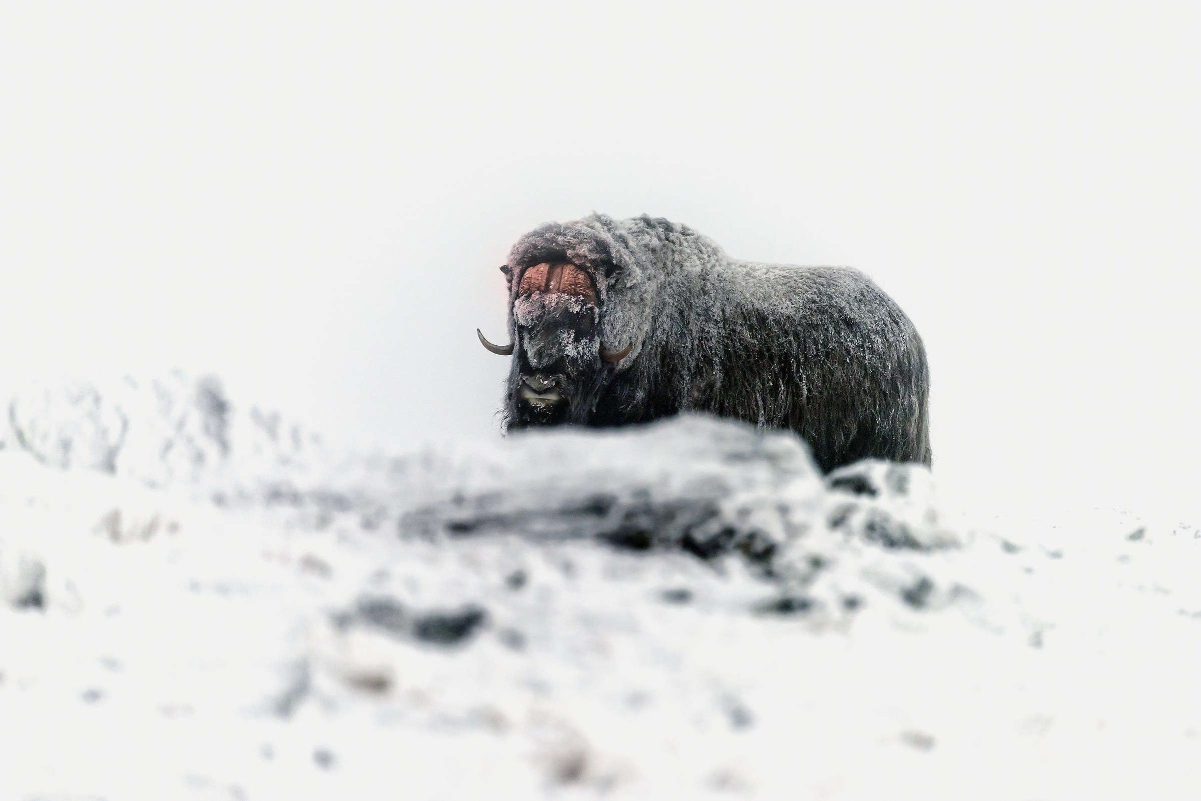 Parco di Dovrefjell 2017 - Musk ox: tra nebbia e gelo