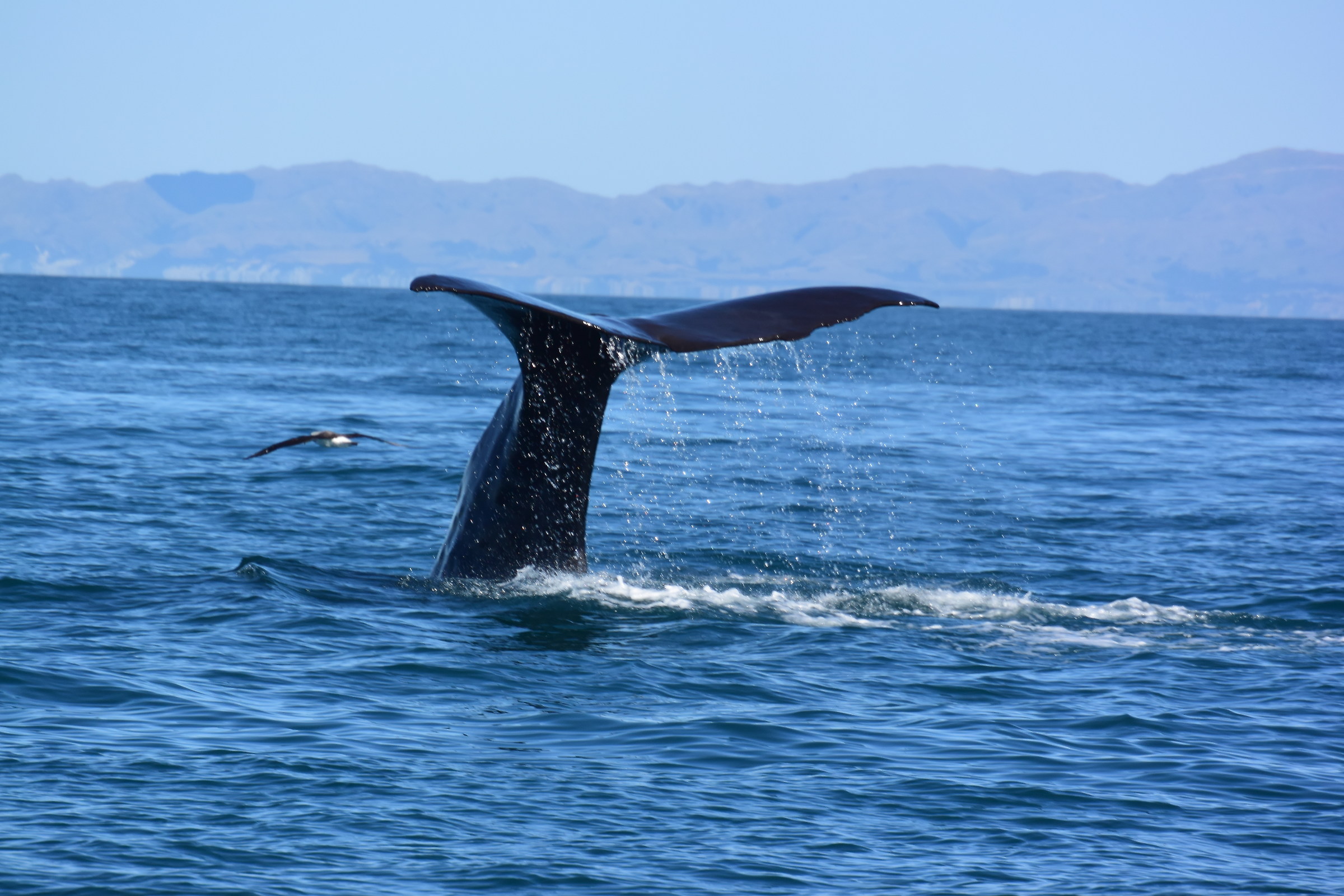 Whale Watch