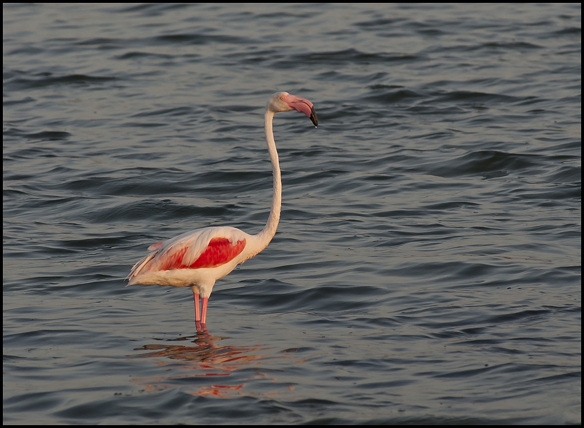 pink flamingo