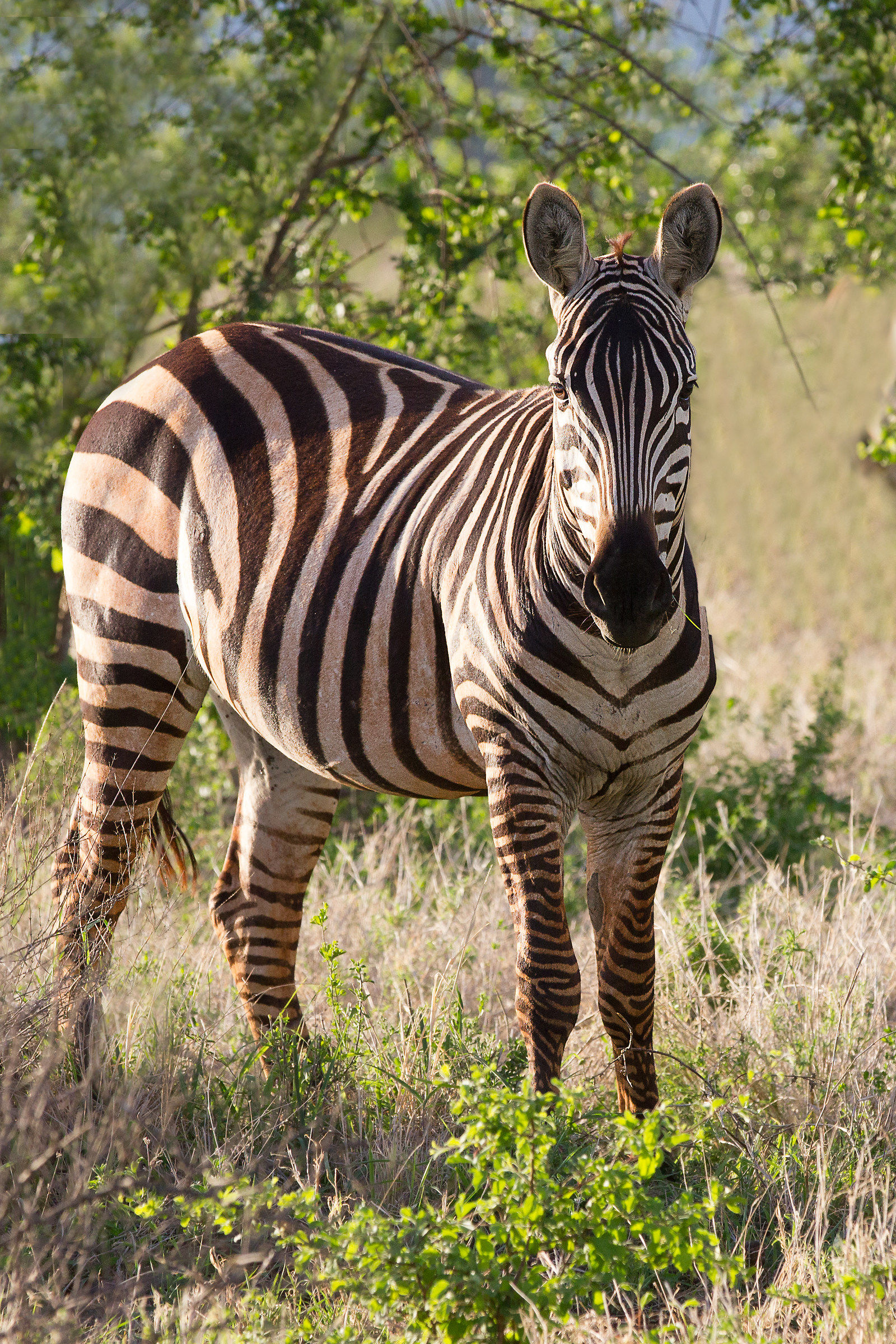 Zebra