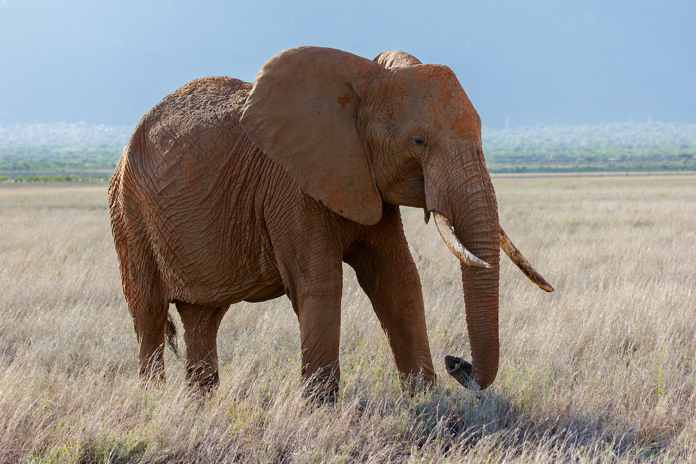 Elefante africano