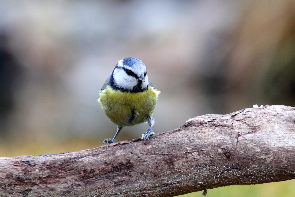 blue tit (Cyanistes caeruleus)