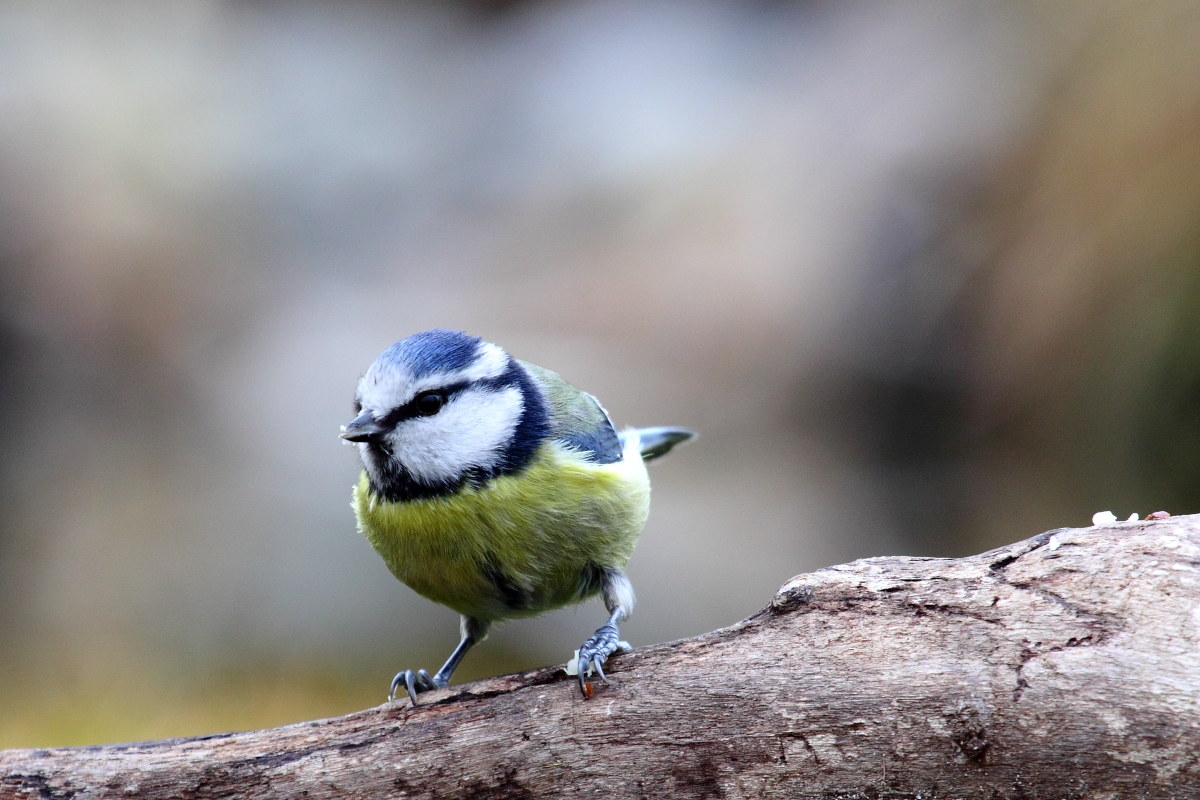 Blue Tit (Cyanistes caeruleus)