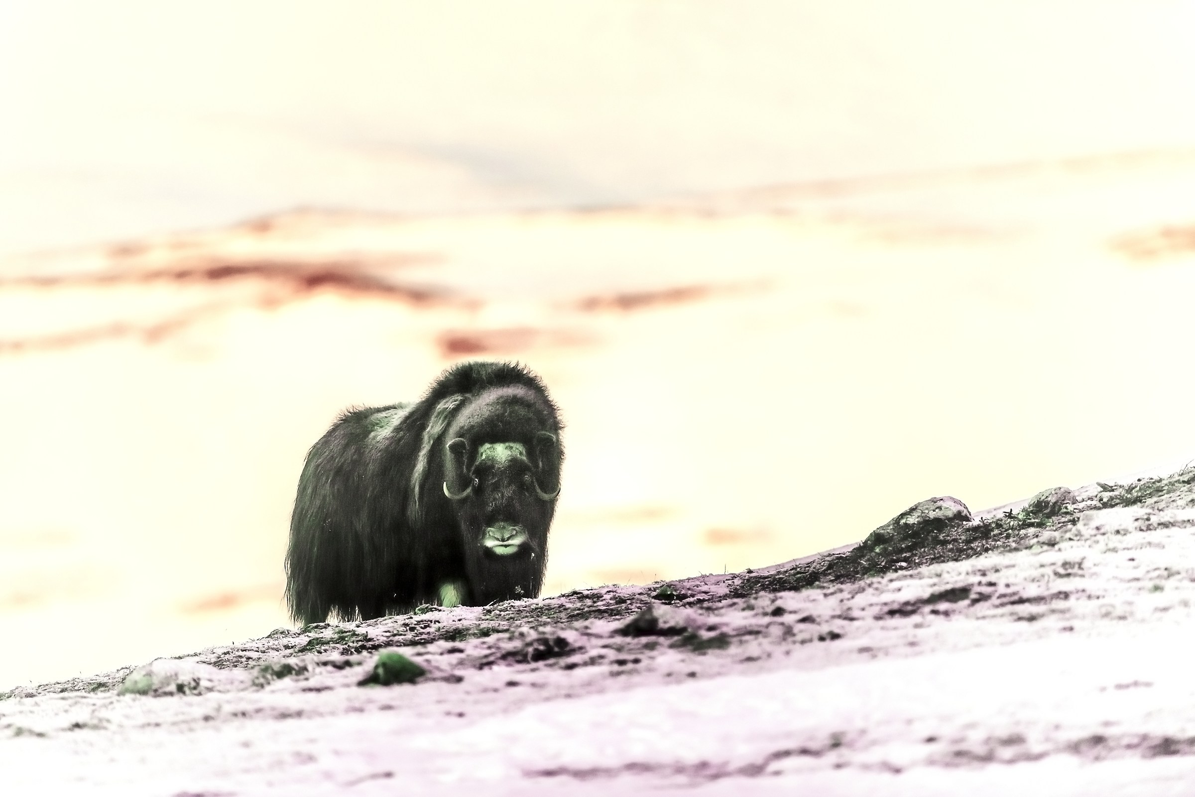 Parco di Dovrefjell 2017 - Musk ox all'alba