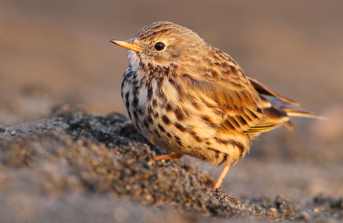 Pipit