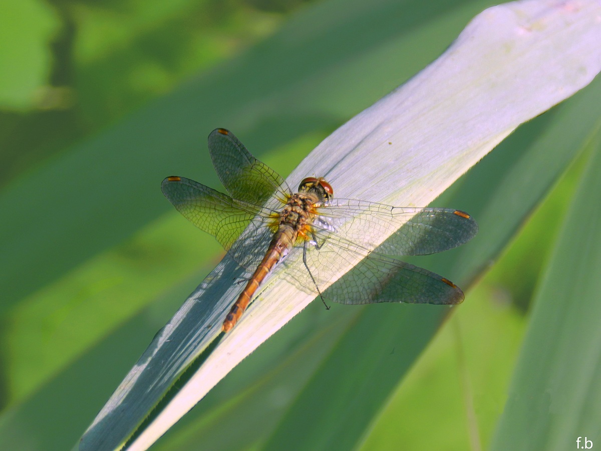 libellula 2 pronta al decollo