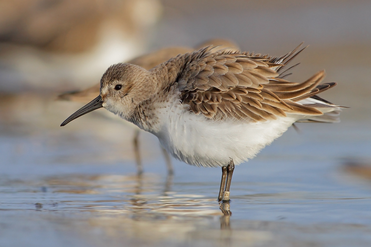 dunlin