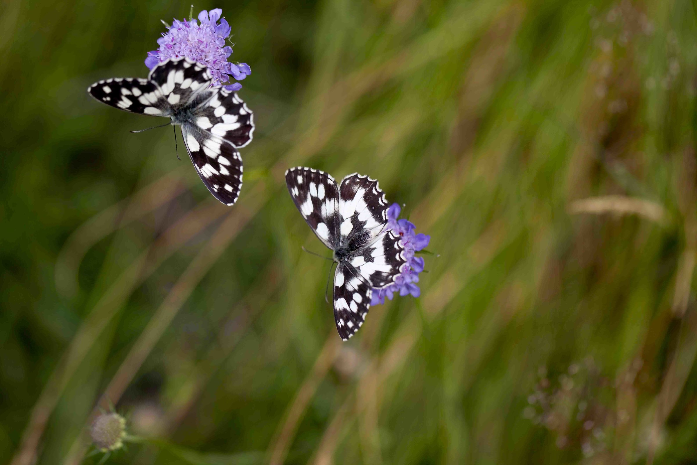 butterflies chessboard