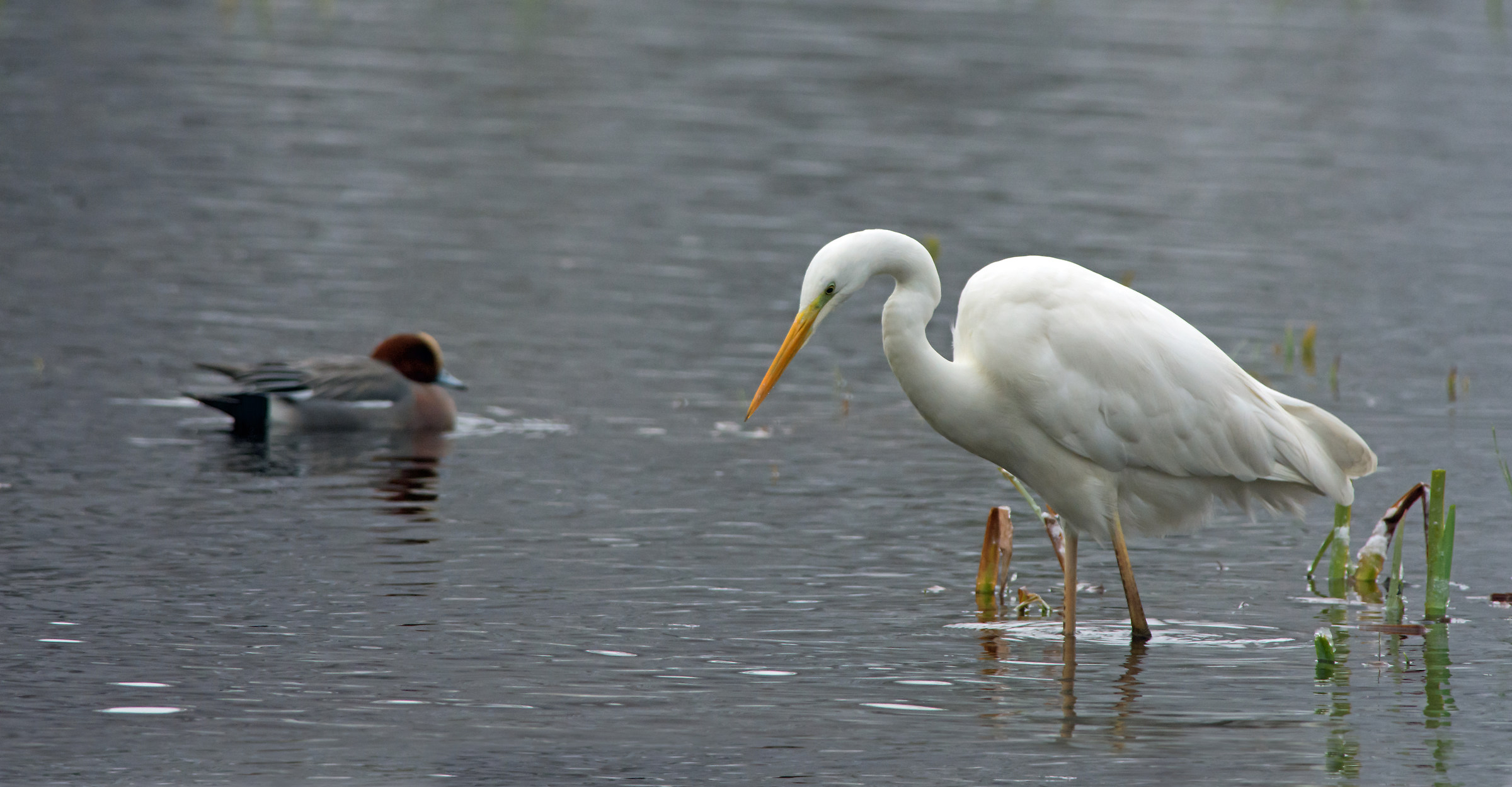 Glad the ice is gone.