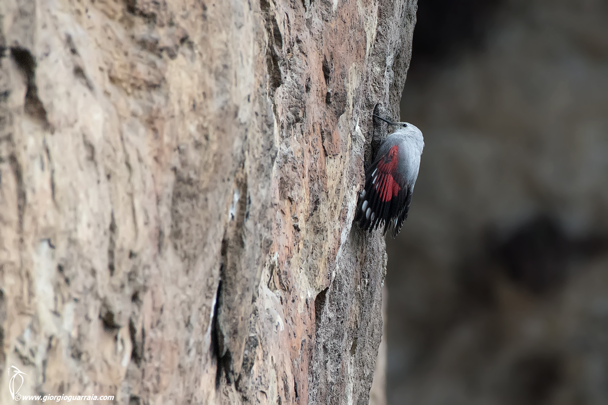 wallcreeper