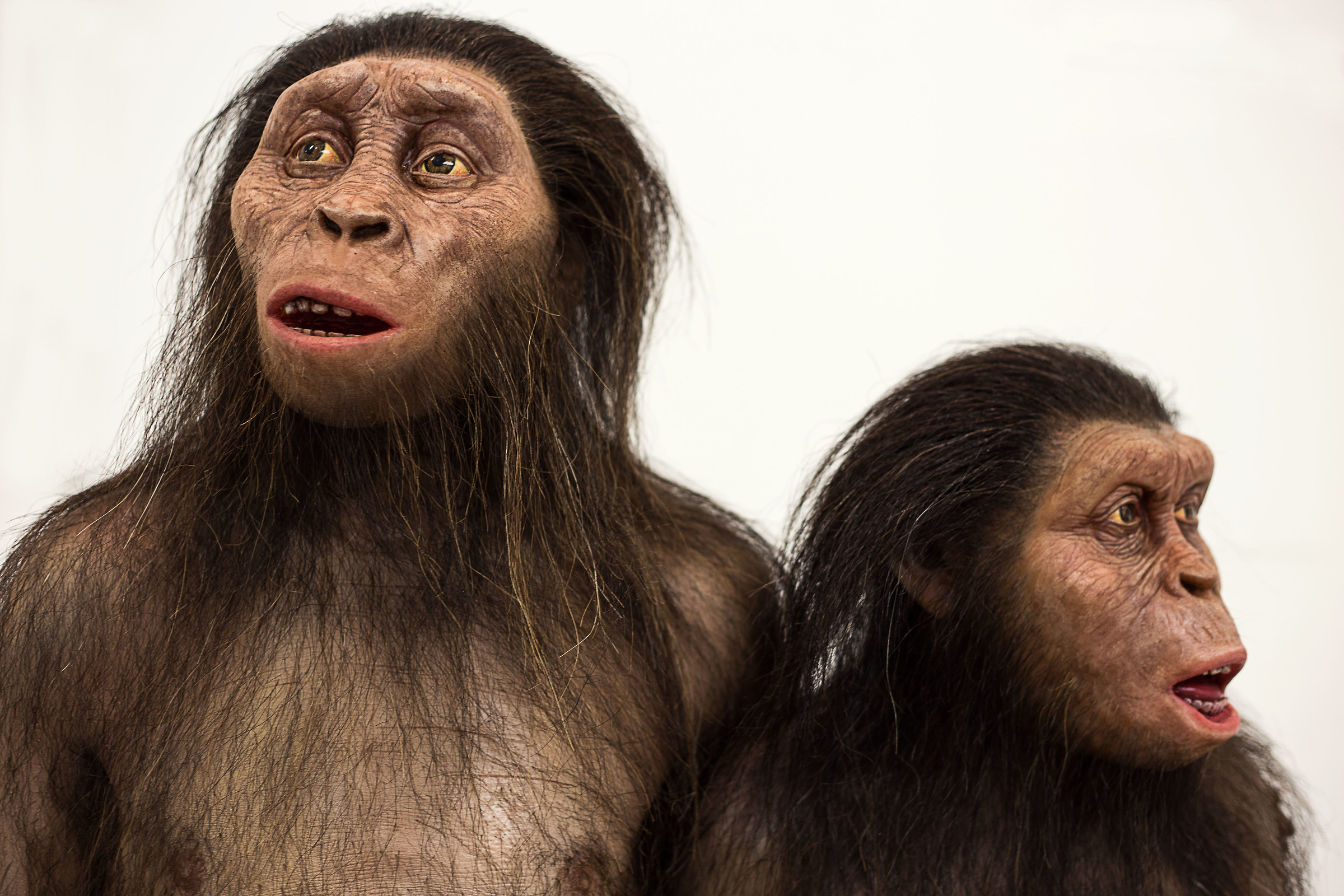 Coppia di Australopitechi