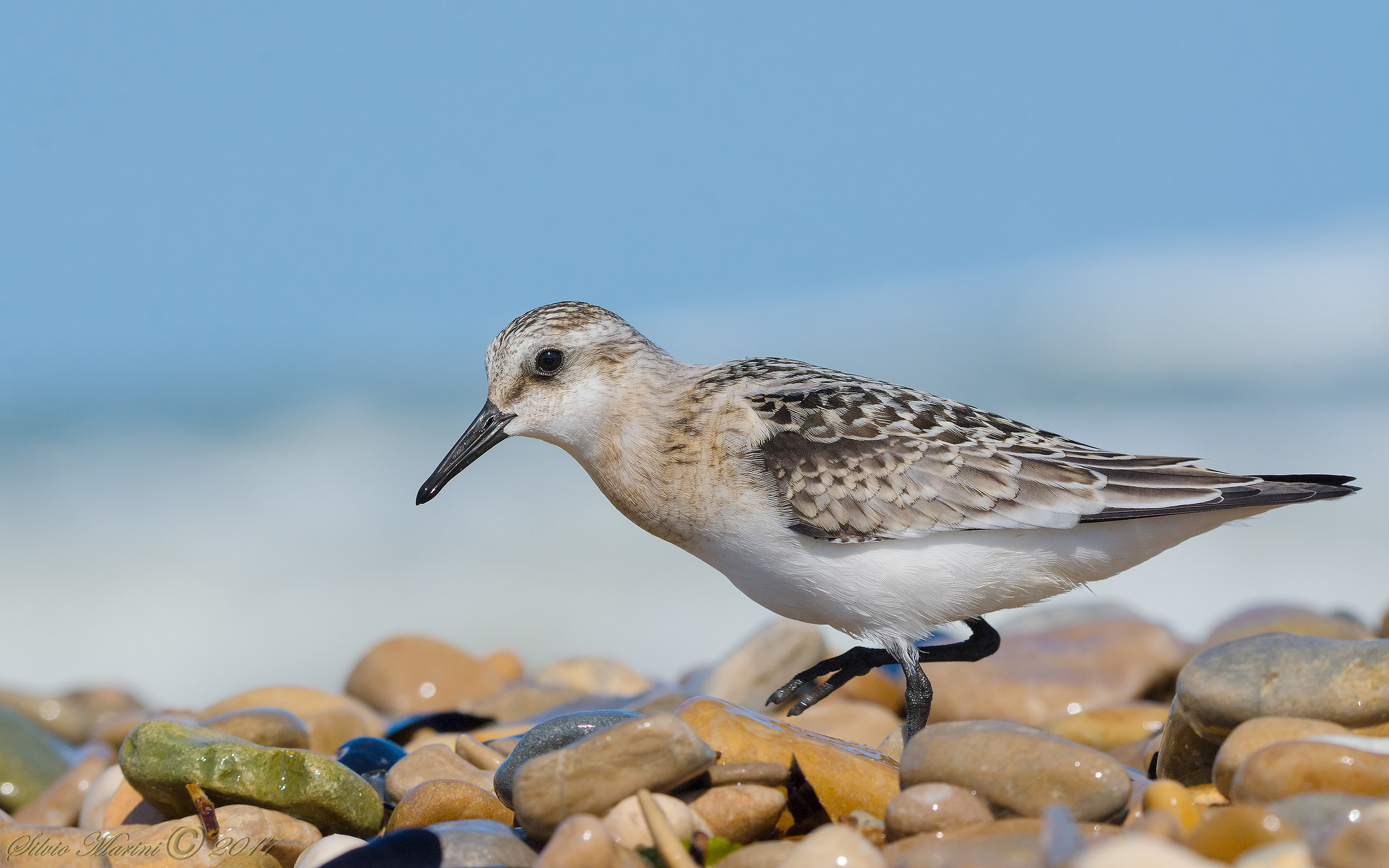 Piovanello tridattilo