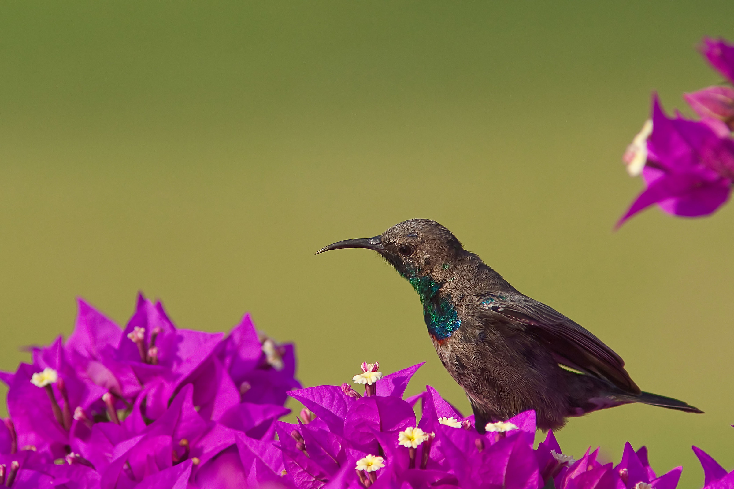shinning sunbird