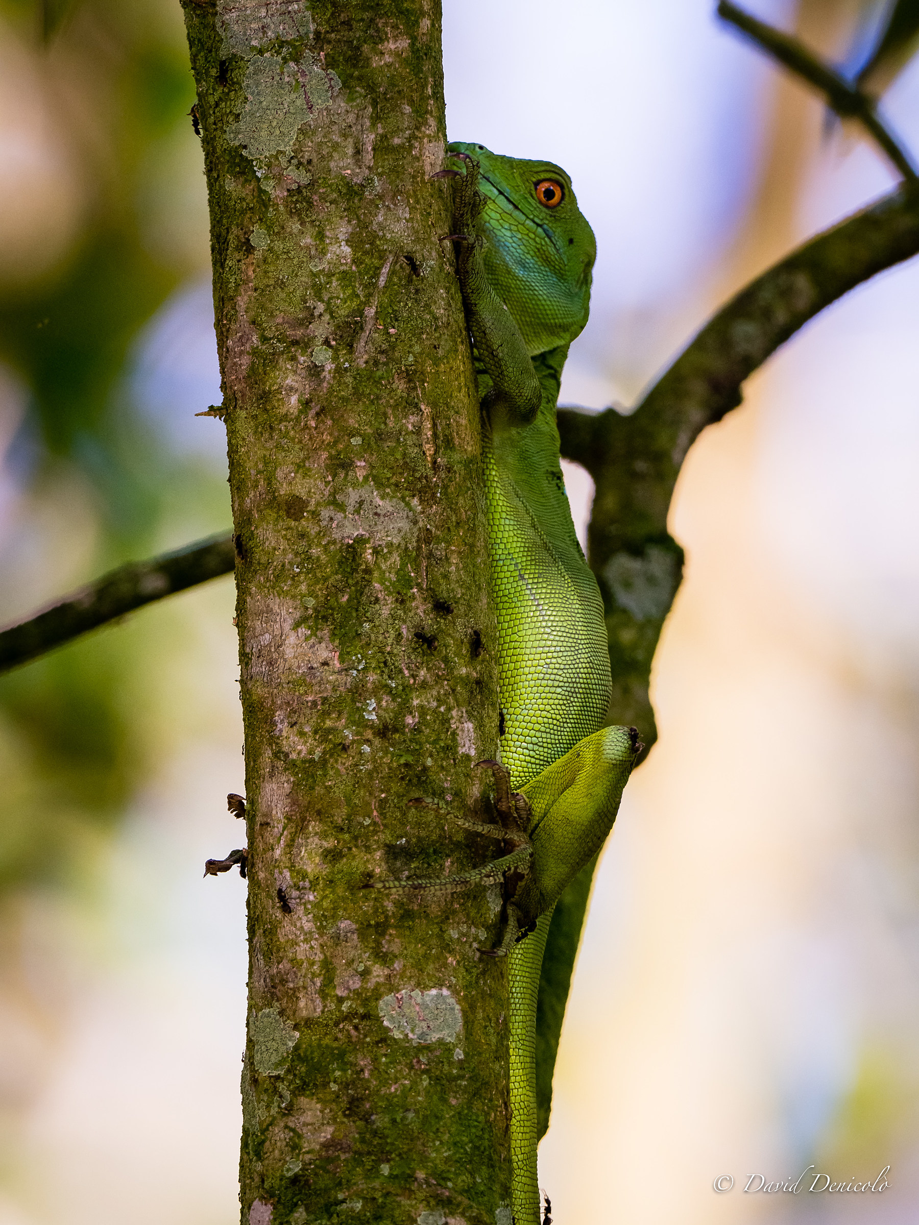 La lucertola di Cristo