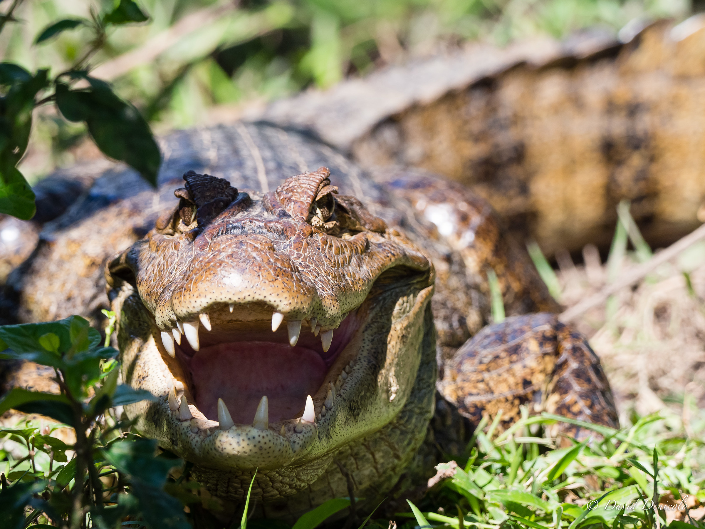 Ciao vieni a giocare con me?