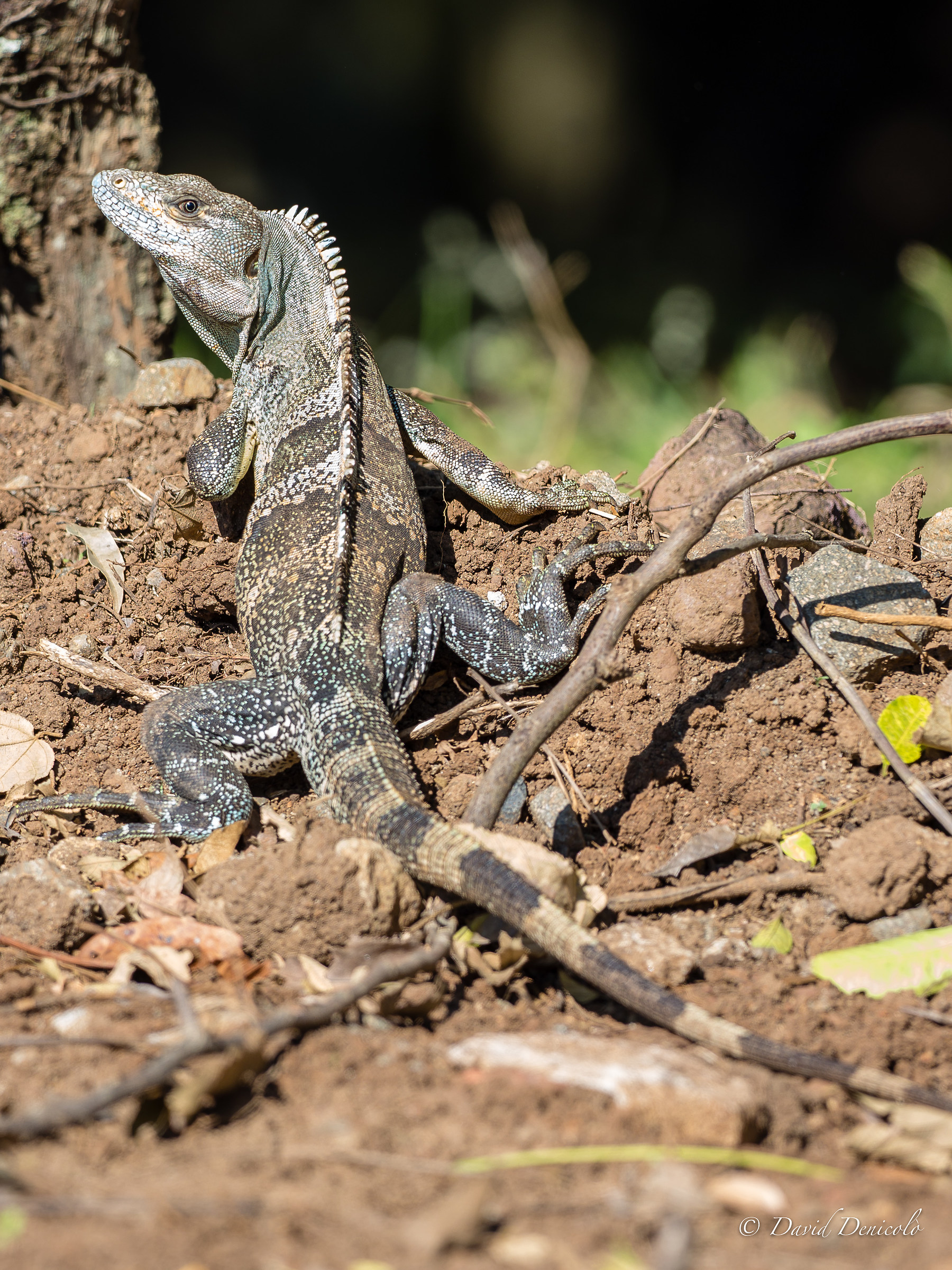 Iguana coda spinosa