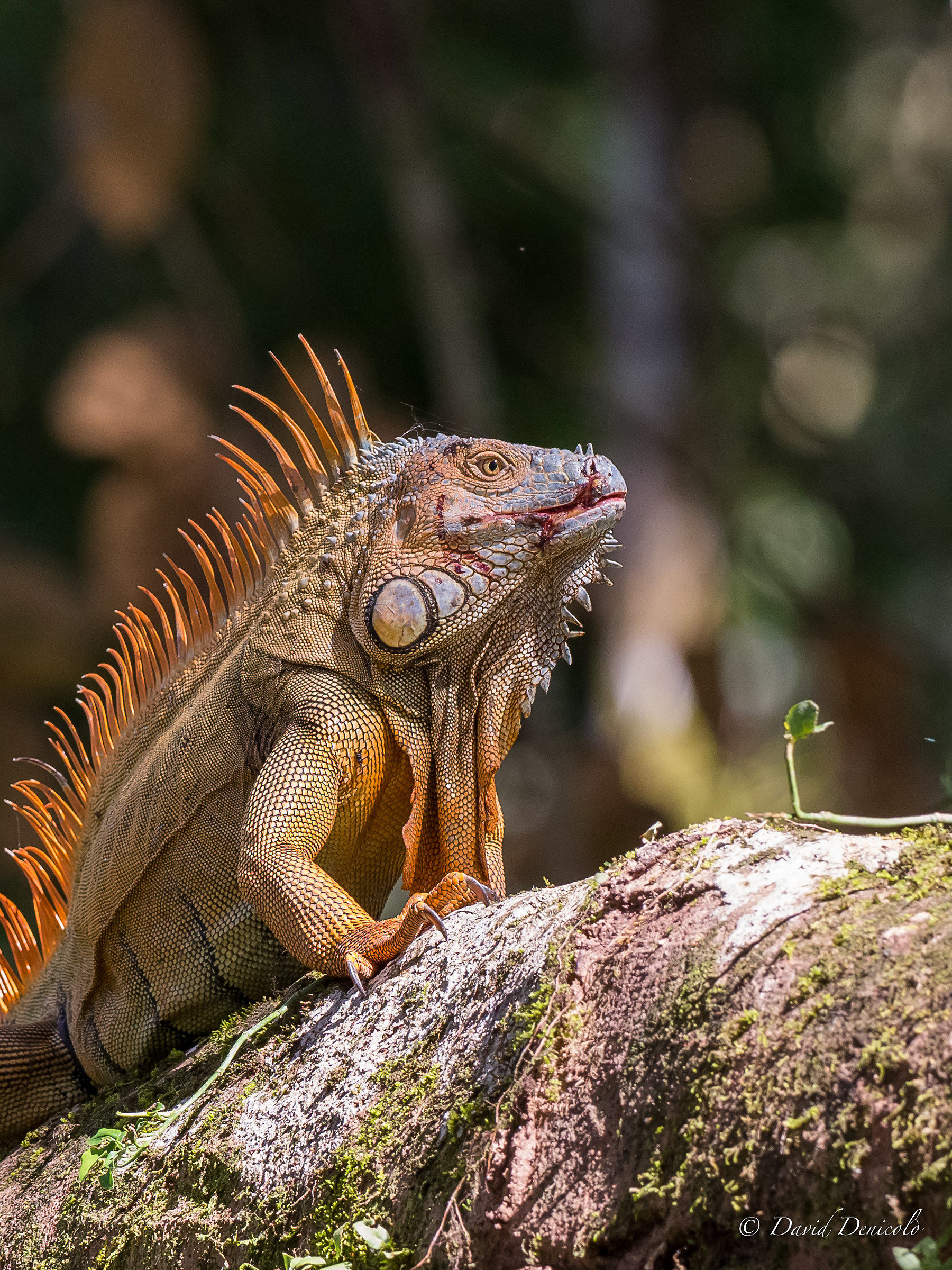 Un guerriero non ha paura di mostrare le sue ferite