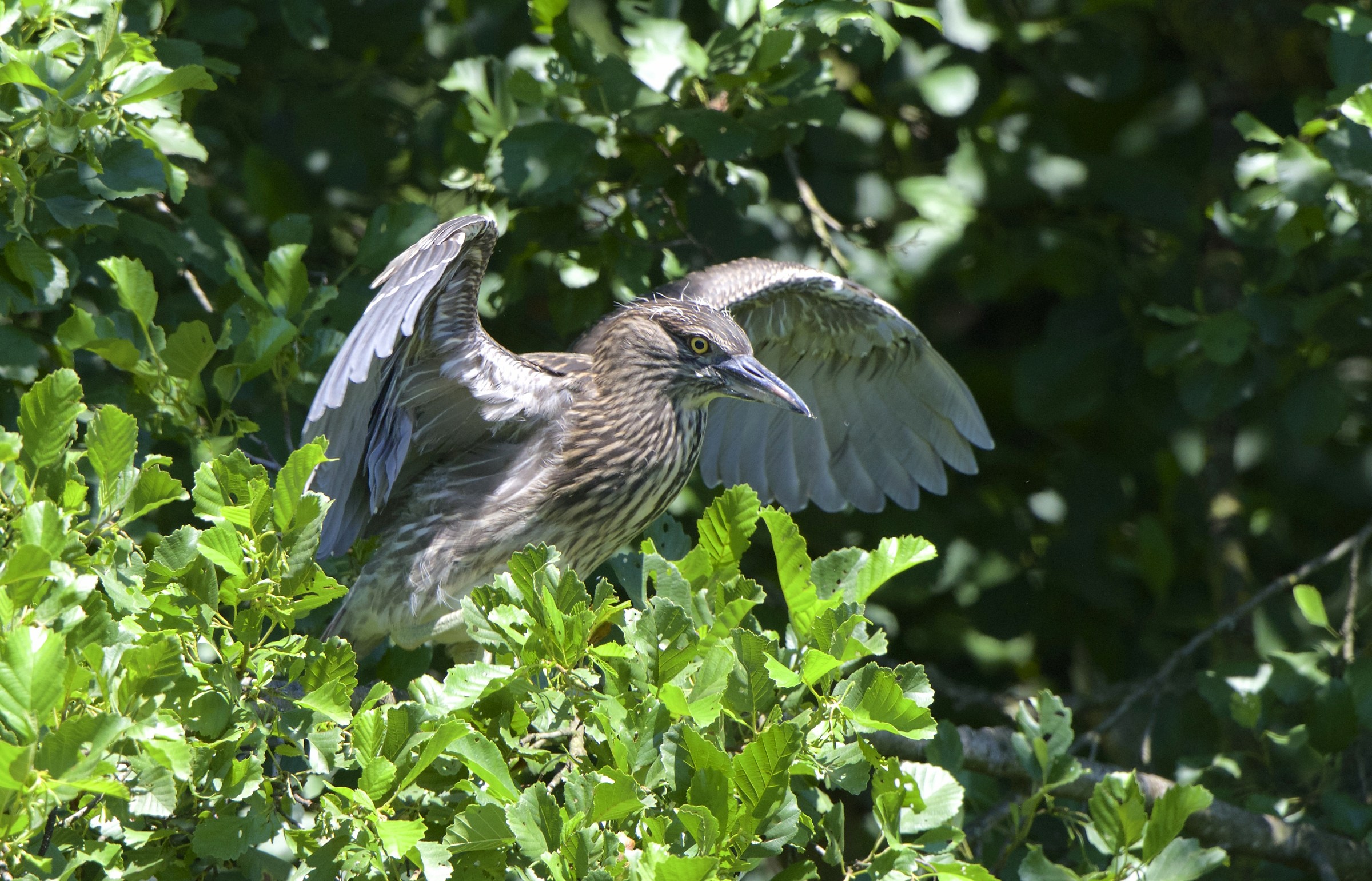 young Night Heron