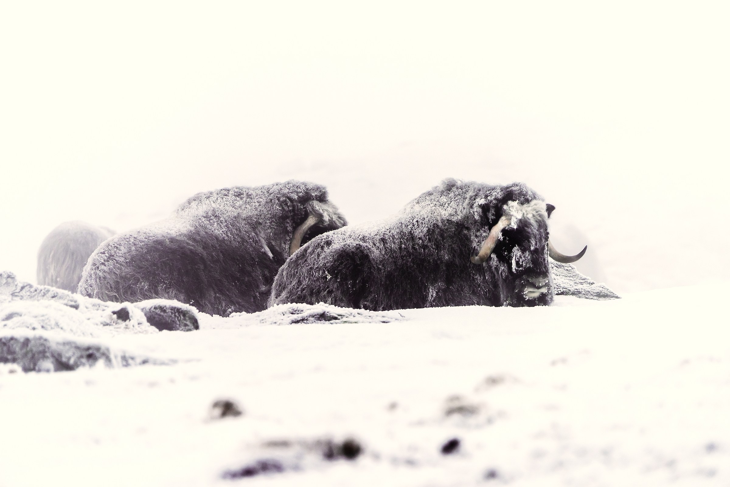 Dovrefjell 2017 - Musk ox, tra la nebbia e il gelo