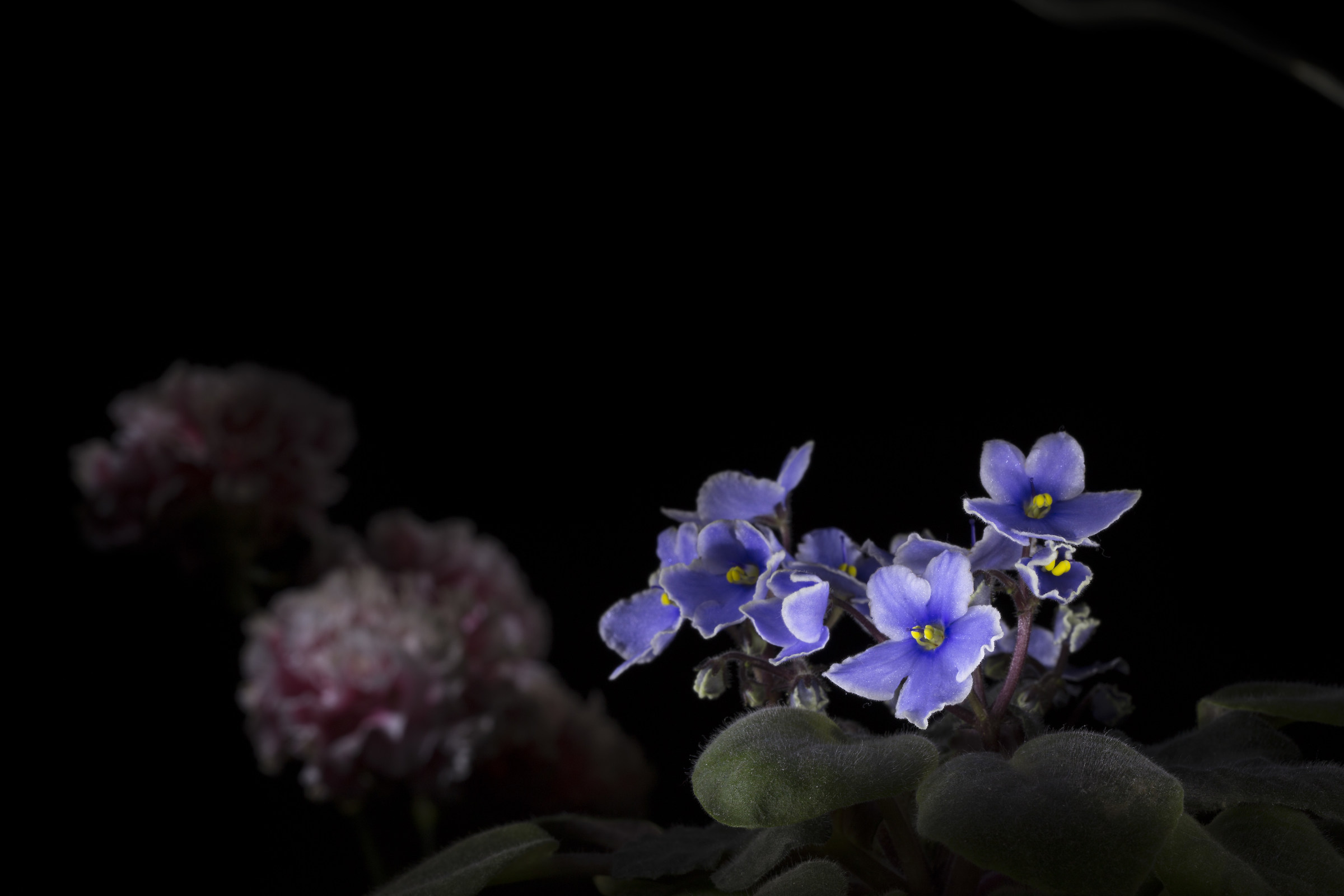 African violet